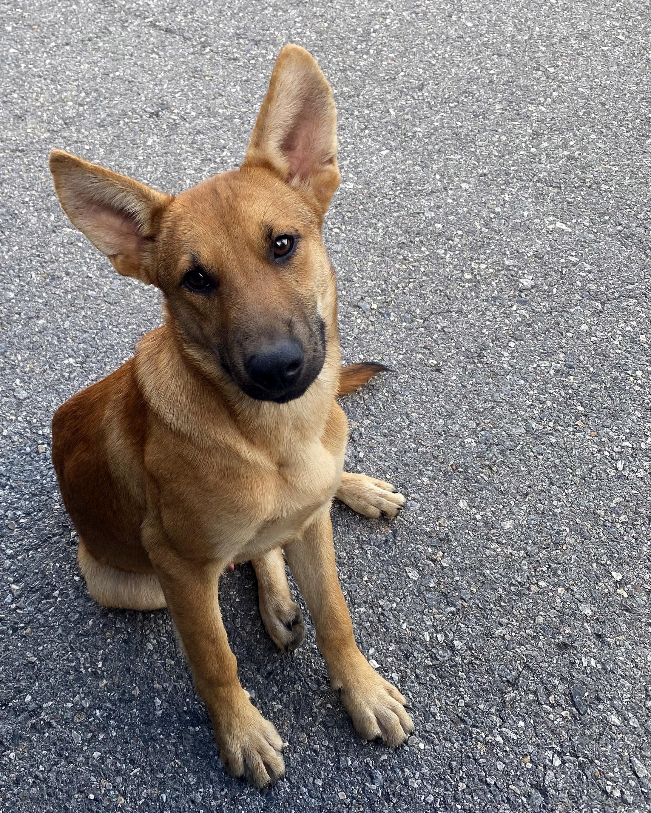 TODD, an adopted Shepherd in Cumberland, RI image 1/3