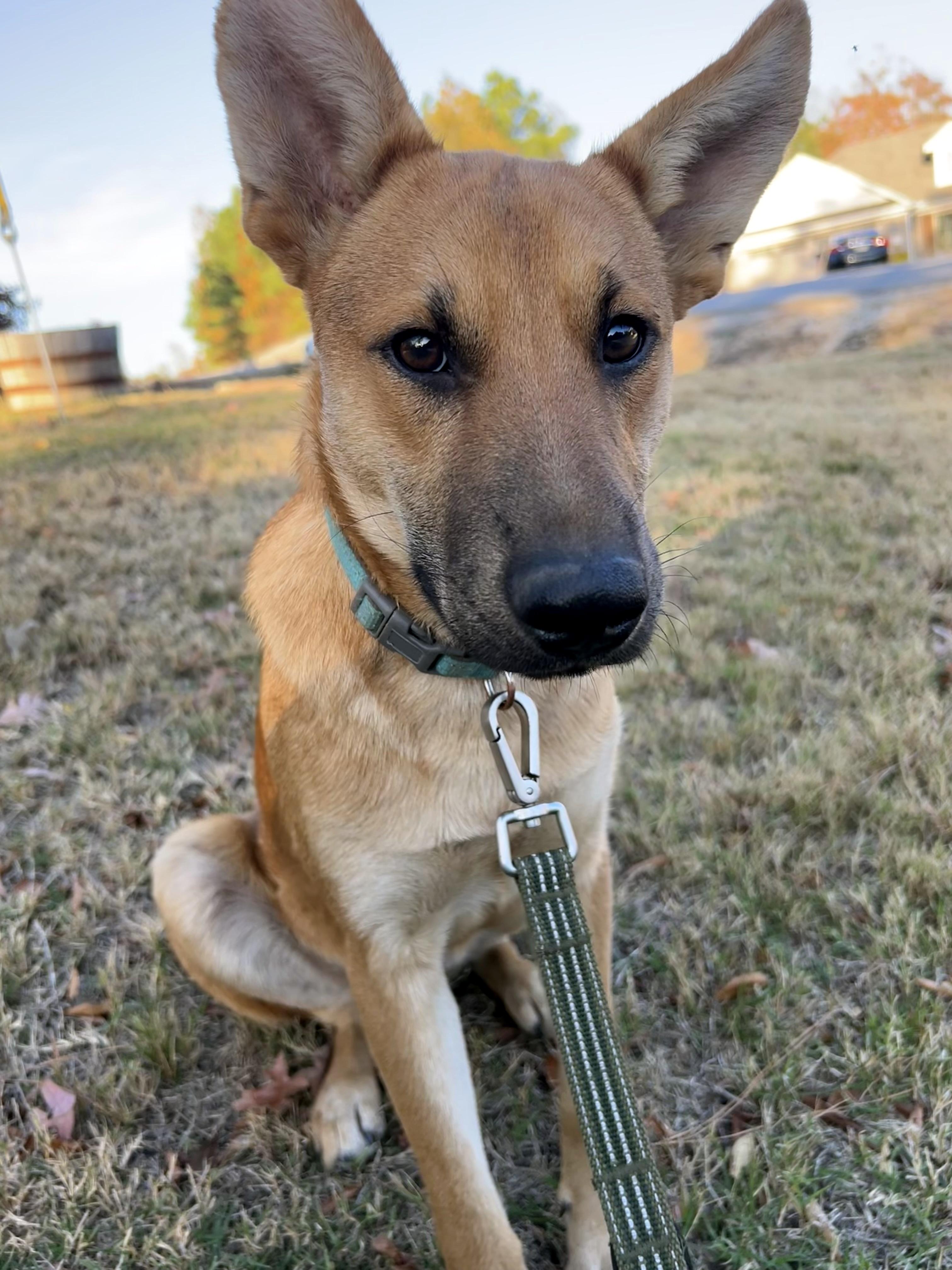 TODD, an adopted Shepherd in Cumberland, RI image 2/3
