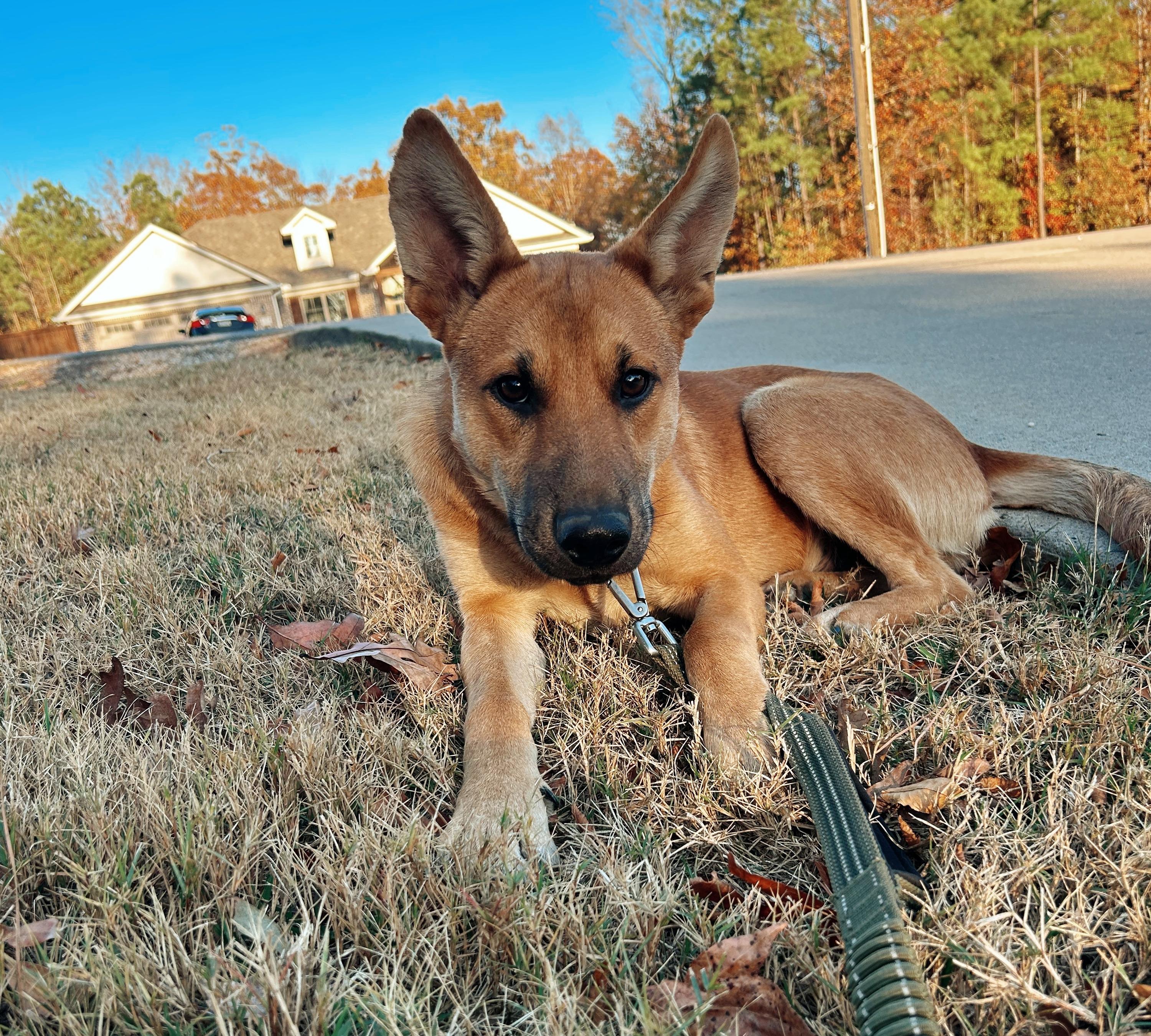 TODD, an adopted Shepherd in Cumberland, RI image 3/3