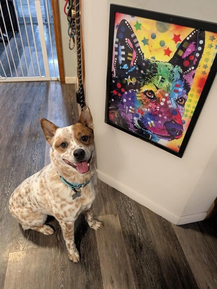Cowboy, a Adoptable Australian Cattle Dog / Blue Heeler in Sunbury, OH image 2/6