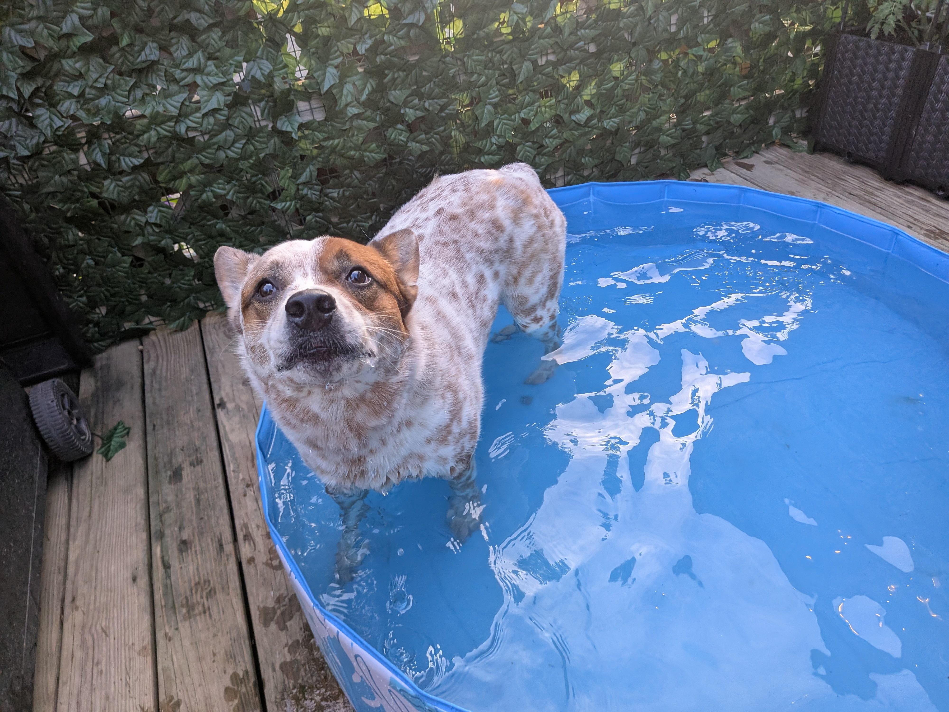 Cowboy, a Adoptable Australian Cattle Dog / Blue Heeler in Sunbury, OH image 3/6