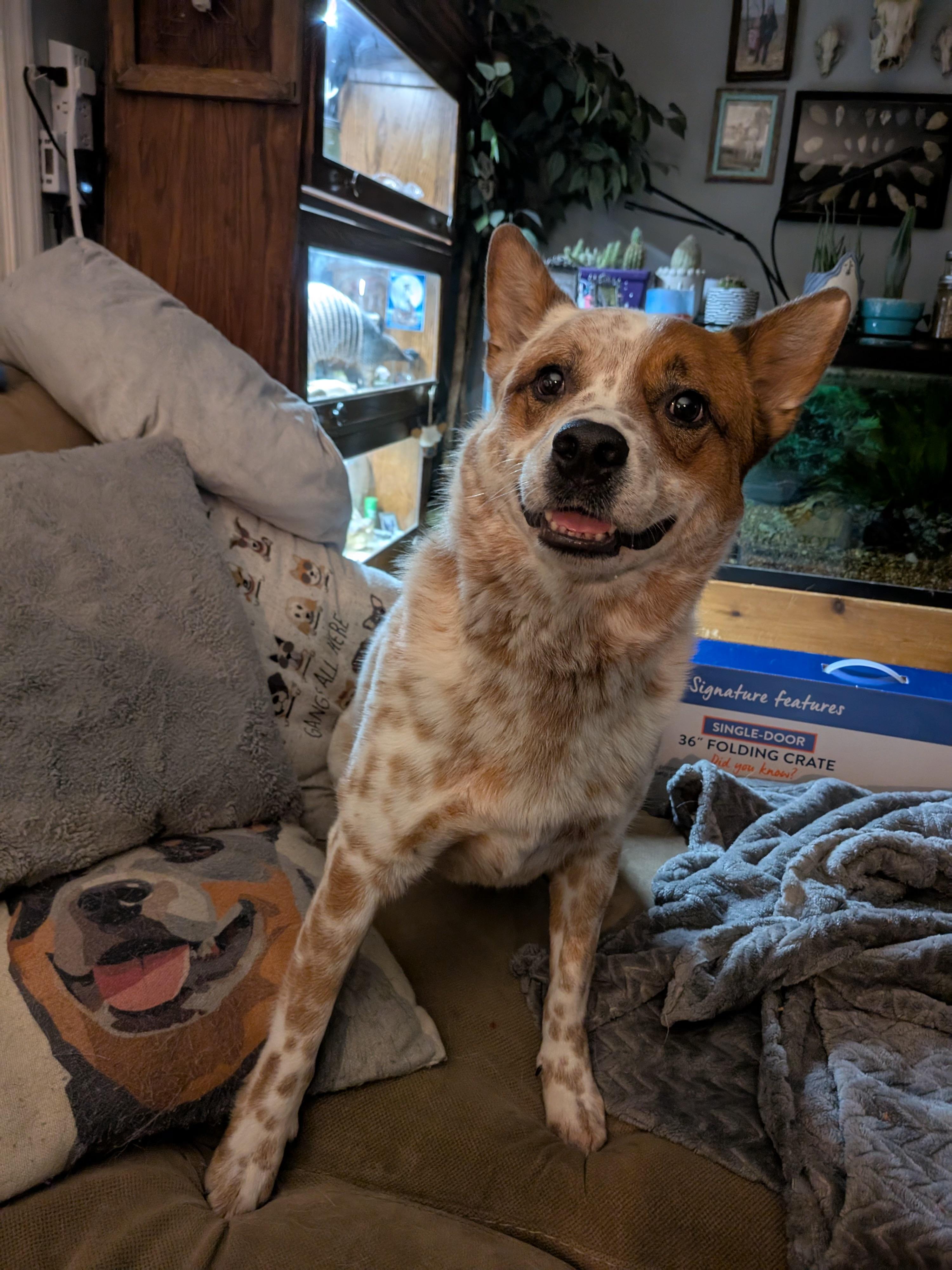 Cowboy, a Adoptable Australian Cattle Dog / Blue Heeler in Sunbury, OH image 4/6