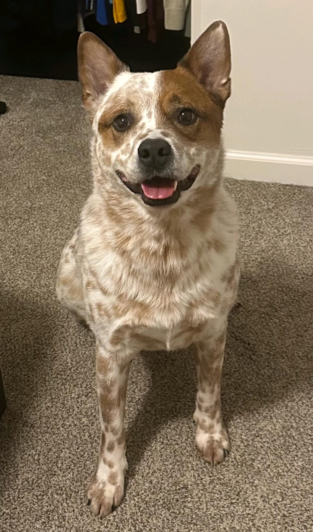 Cowboy, Adoptable, Young Male Australian Cattle Dog / Blue Heeler.