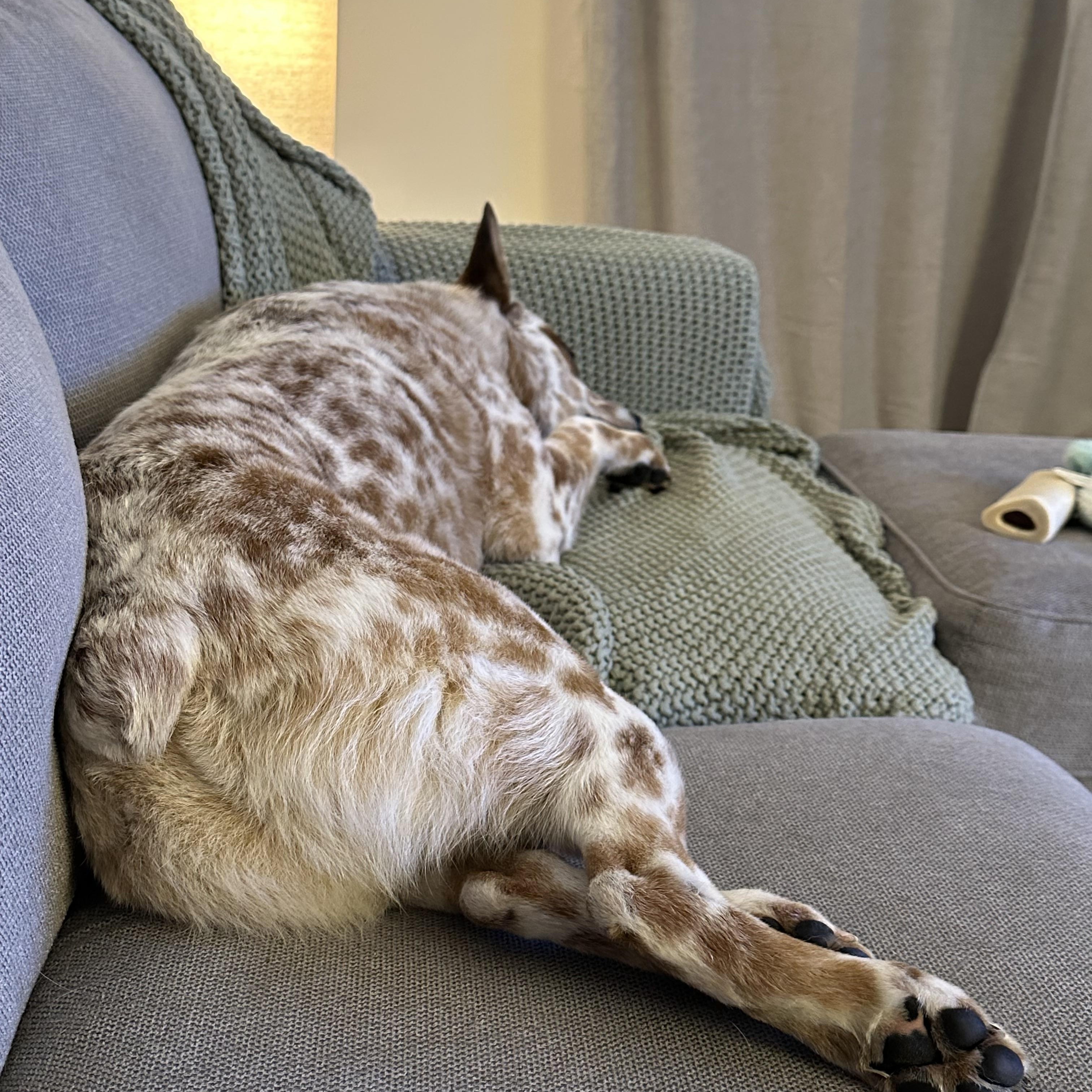 Cowboy, a Adoptable Australian Cattle Dog / Blue Heeler in Sunbury, OH image 5/6