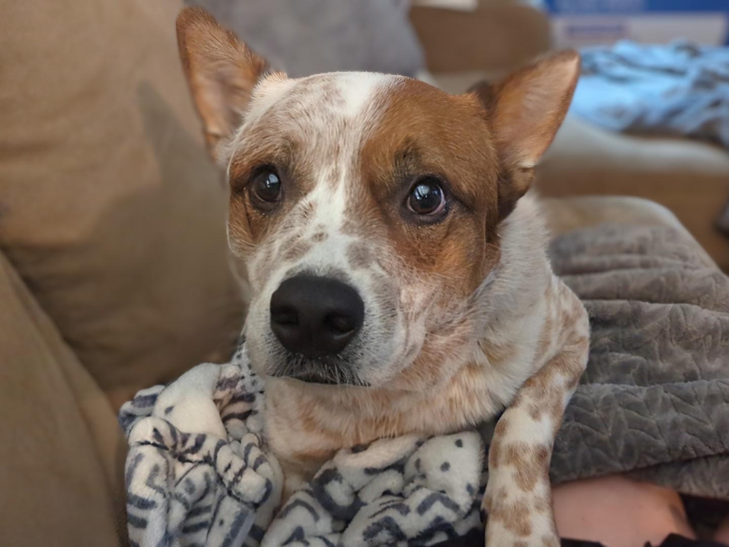 Cowboy, a Adoptable Australian Cattle Dog / Blue Heeler in Sunbury, OH image 6/6