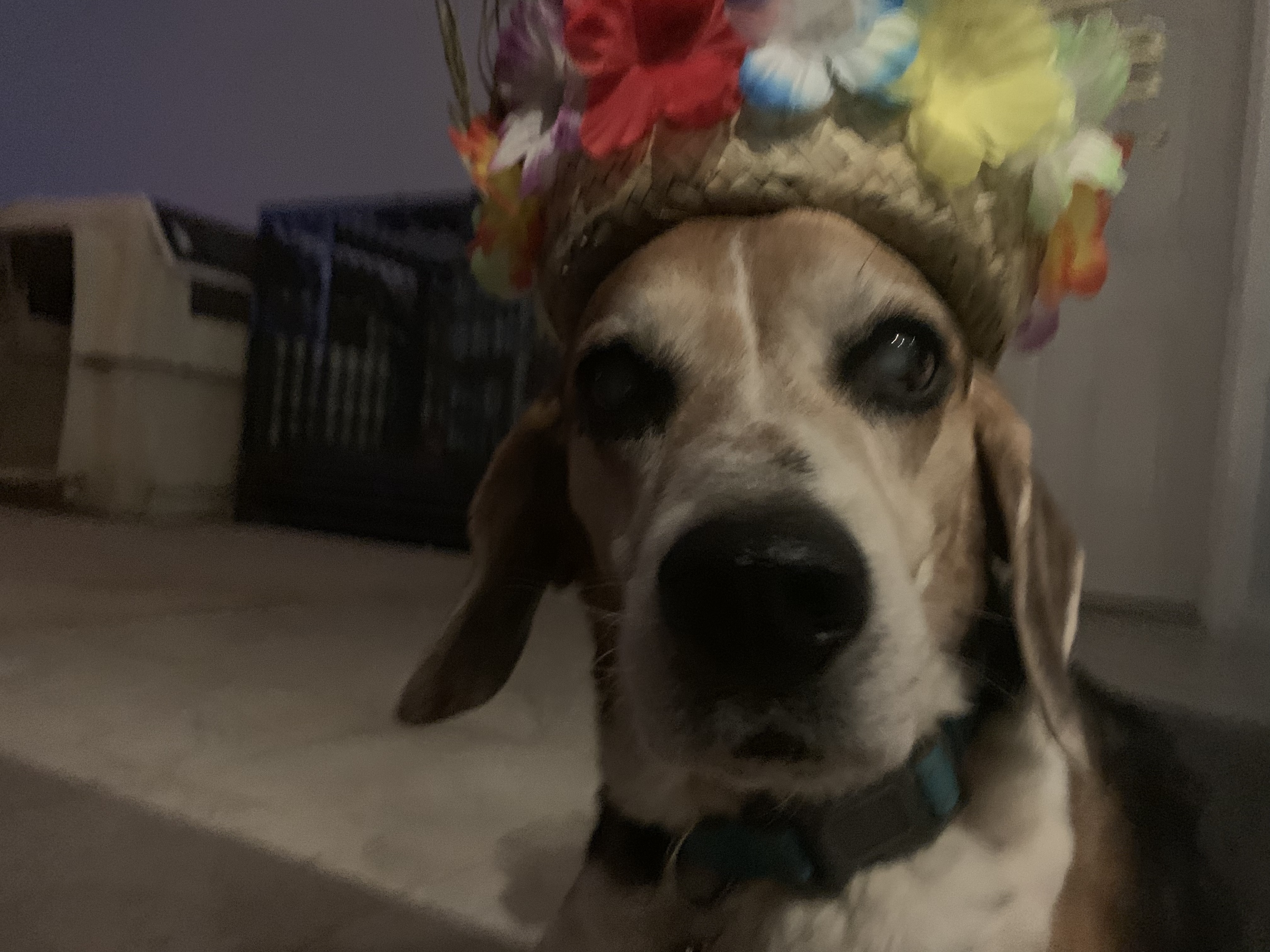 Snoopy