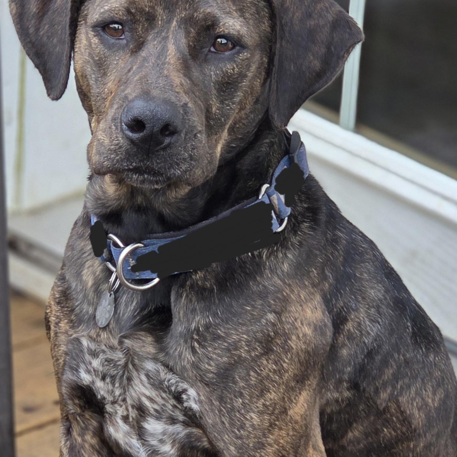 Phoebe, Adoptable, Young Female Cane Corso.