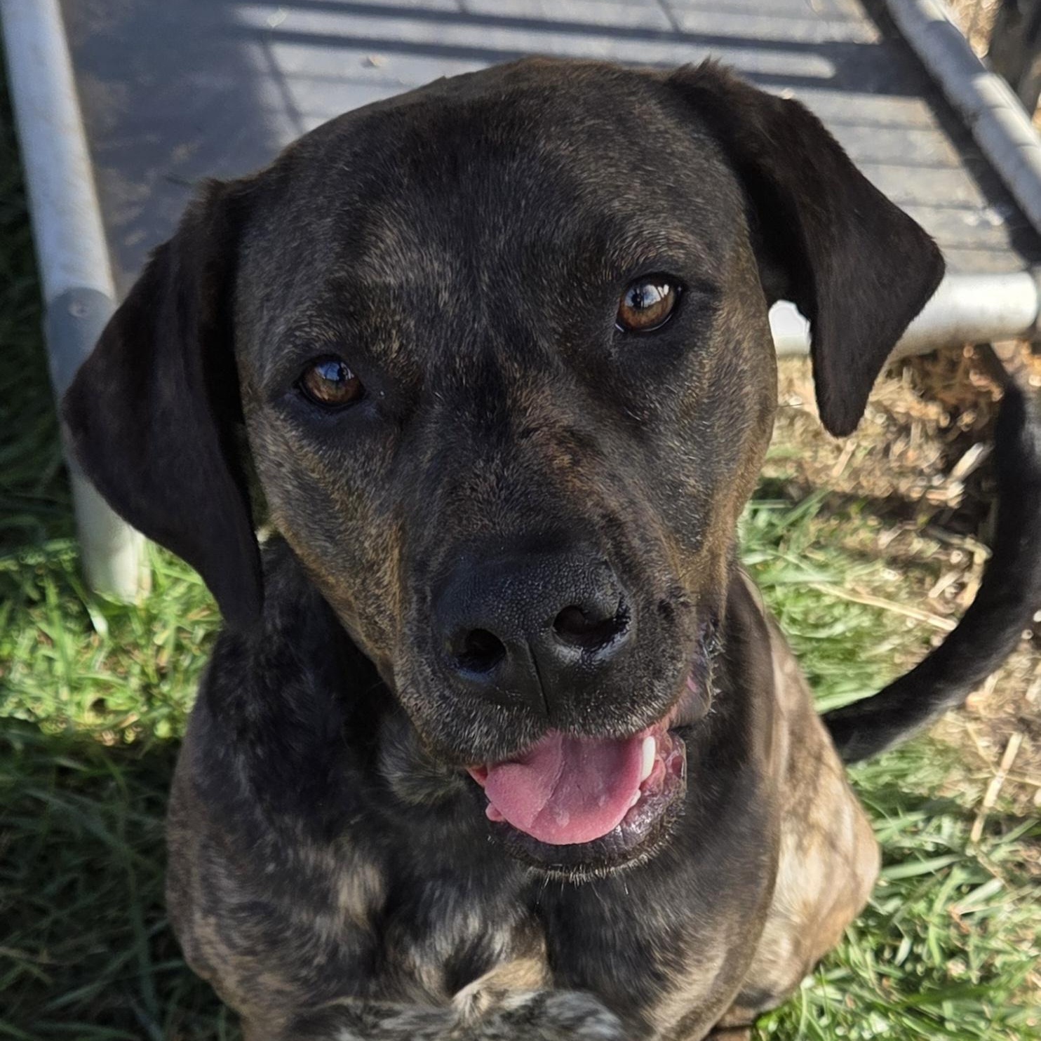 Phoebe, a Adoptable mixed breed in Louisburg, KS image 2/2