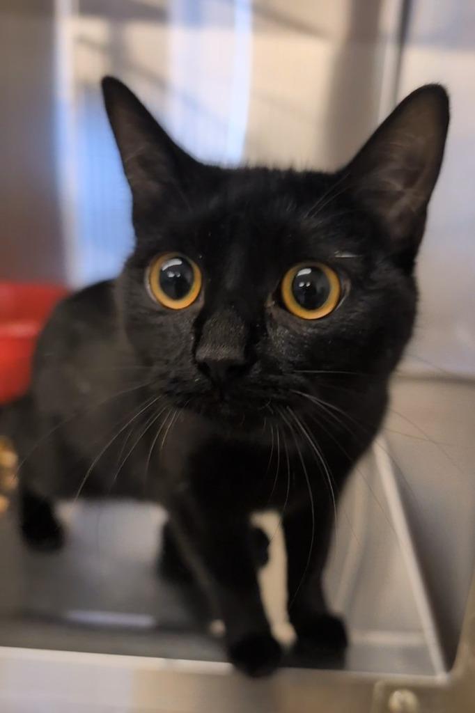 Bee, Adopted, Kitten Female Domestic Short Hair.