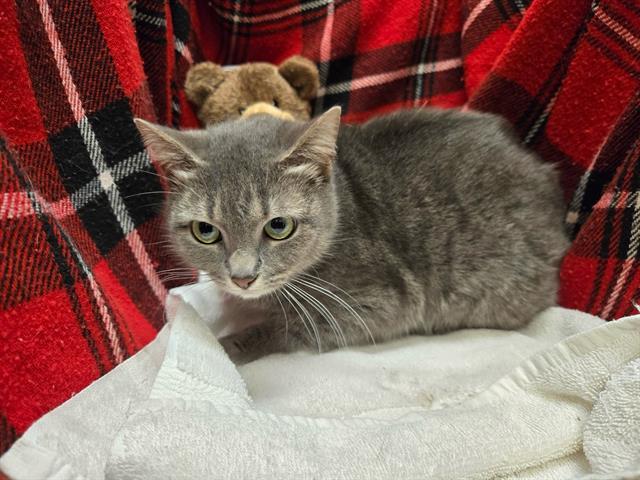 WAFFLES, Adoptable, Adult Female Domestic Short Hair.