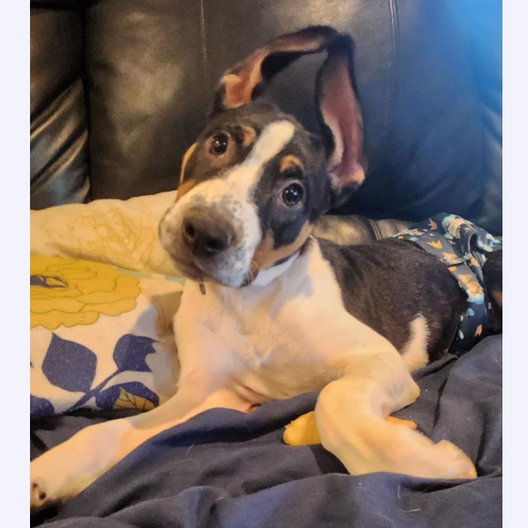 Enlarge Blade, a Adoptable mixed breed in Brattleboro, VT image 2/6