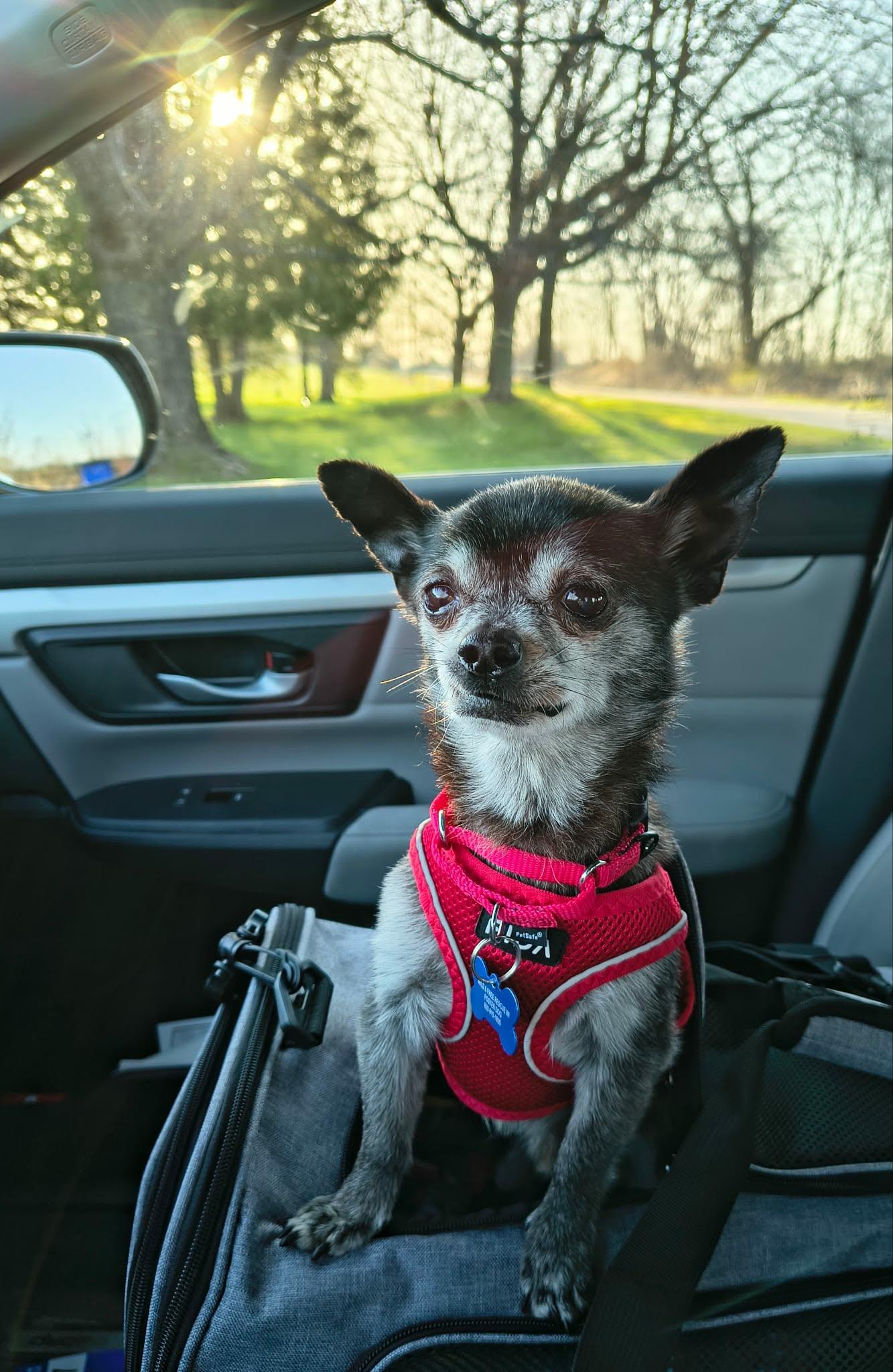 Enlarge Pierre, a Adoptable mixed breed in De Pere, WI image 4/4