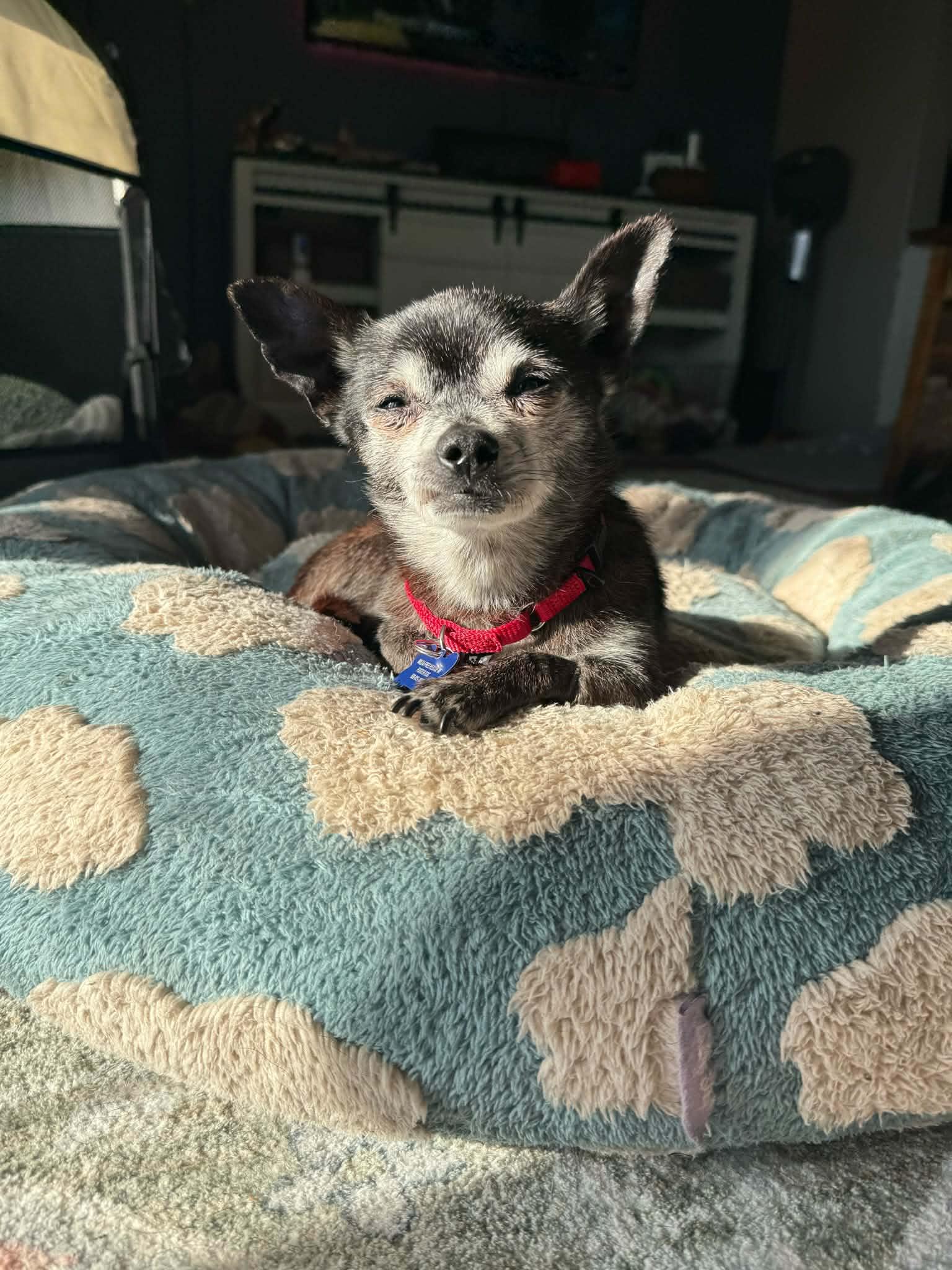 Pierre, Adoptable, Senior Male Chihuahua.