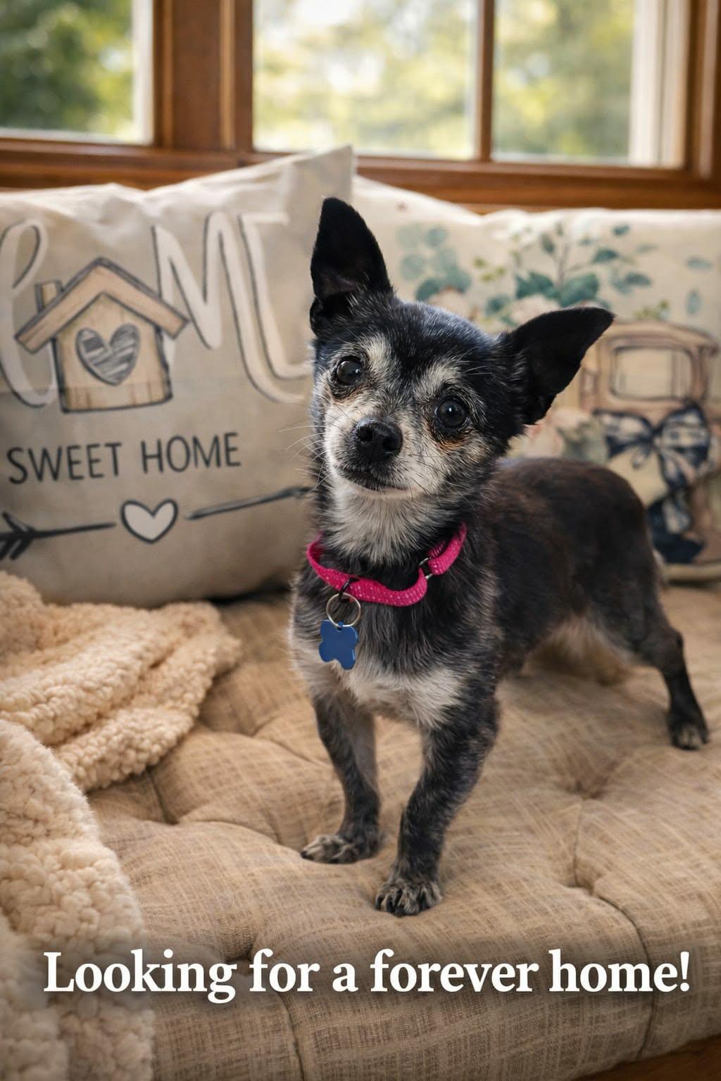 Enlarge Pierre, a Adoptable mixed breed in De Pere, WI image 2/4