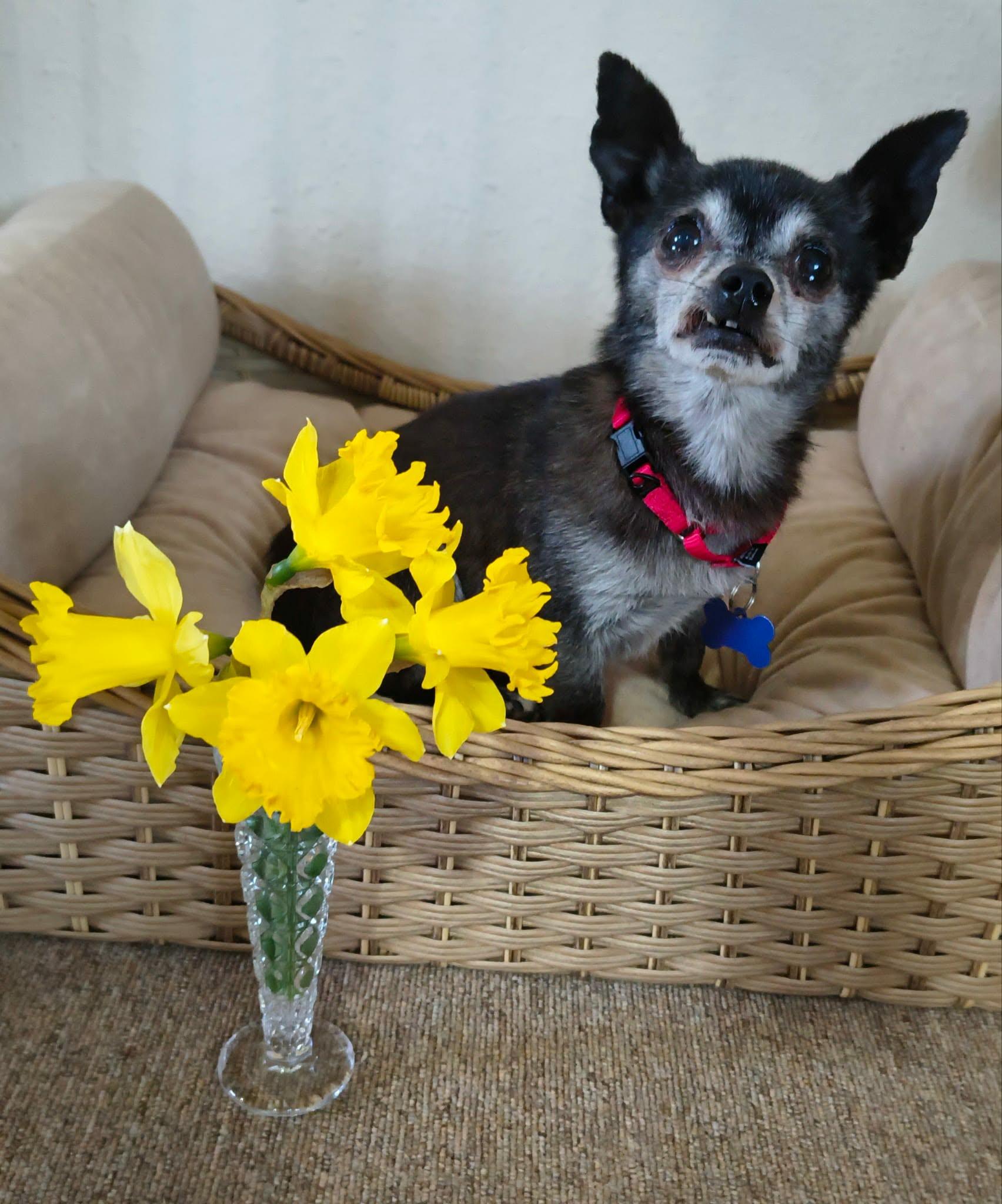 Enlarge Pierre, a Adoptable mixed breed in De Pere, WI image 3/4