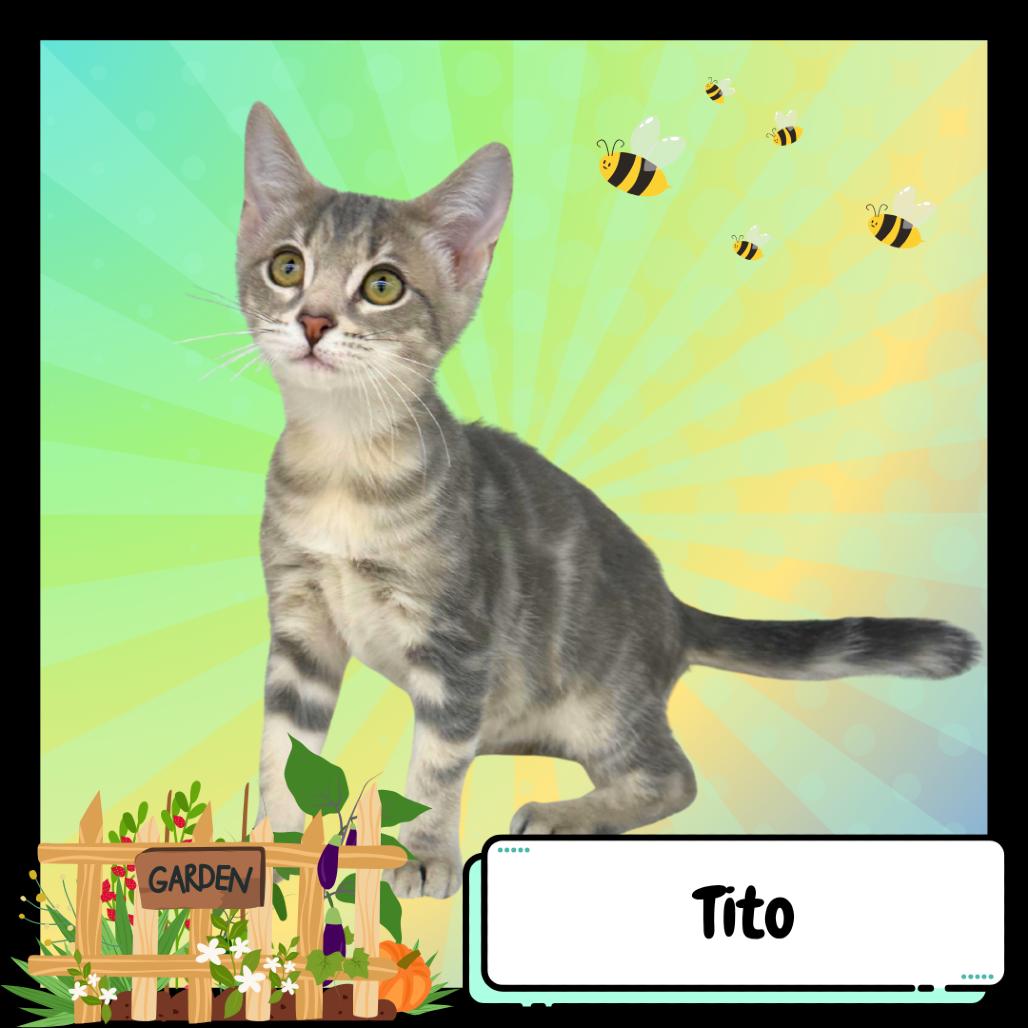Tito & Turbo, a Adoptable Domestic Short Hair in Suisun City, CA image 1/4