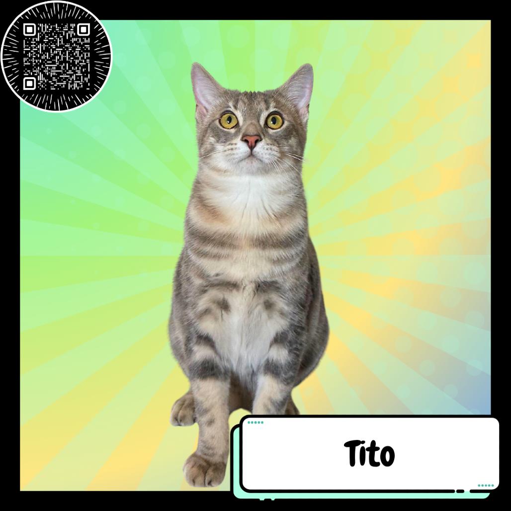 Tito & Turbo, a Adoptable Domestic Short Hair in Suisun City, CA image 3/4