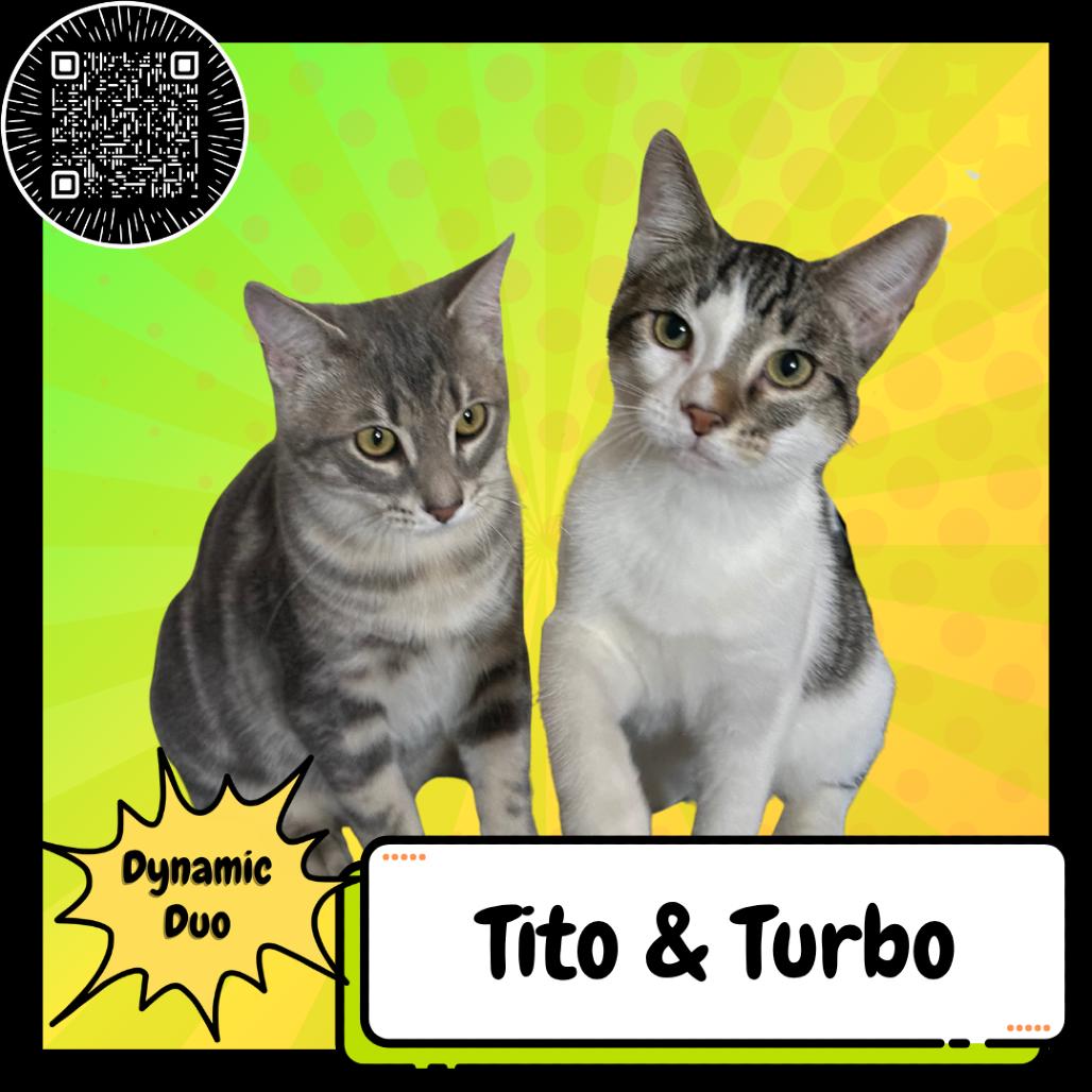 Tito & Turbo, Adoptable, Young Male Domestic Short Hair.