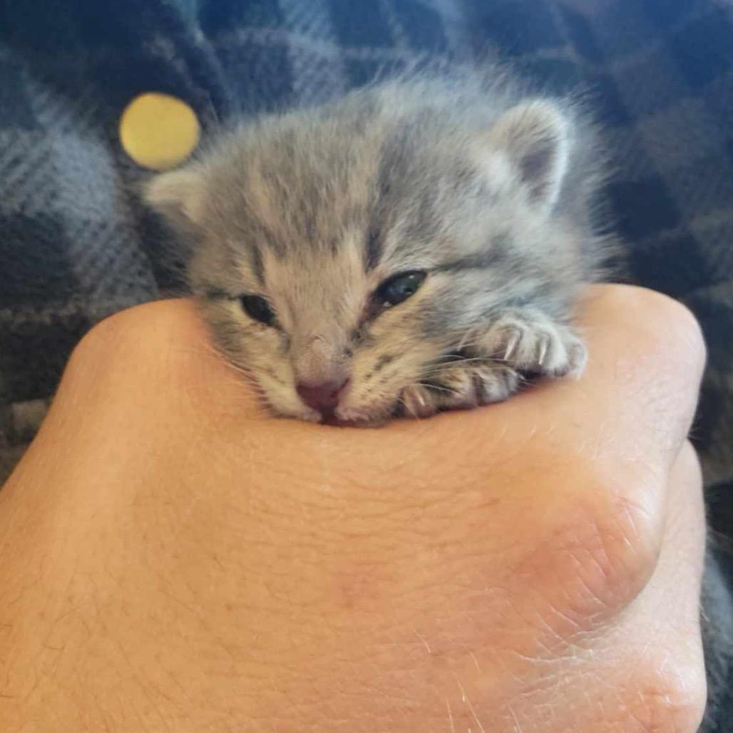 Tito, Adoptable, Young Male Domestic Short Hair.