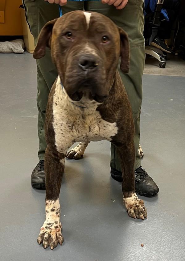 26-01-0036 Bruce, Adoptable, Adult Male Mastiff.