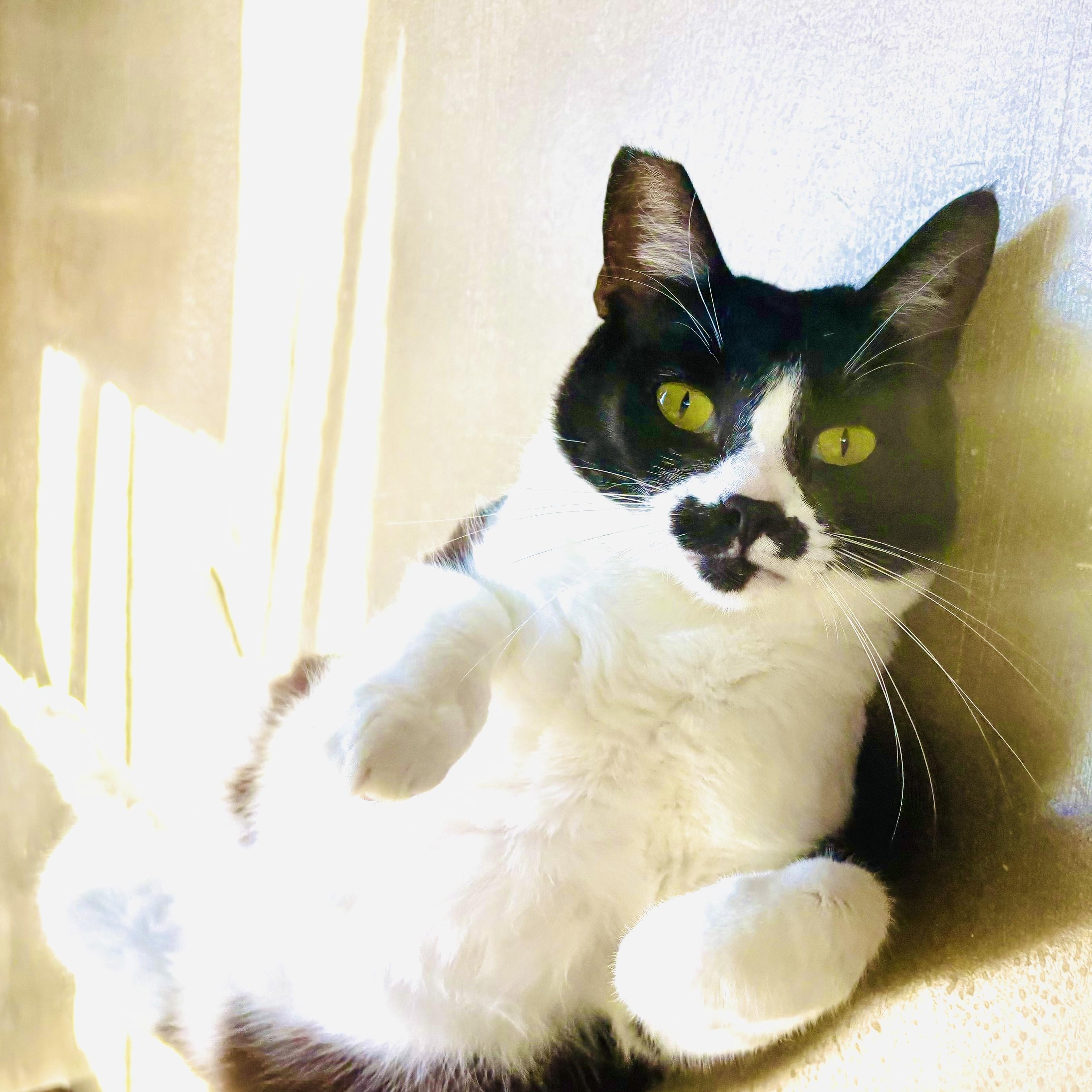 FRIDA KAHLO, Adopted, Adult Female Domestic Short Hair.