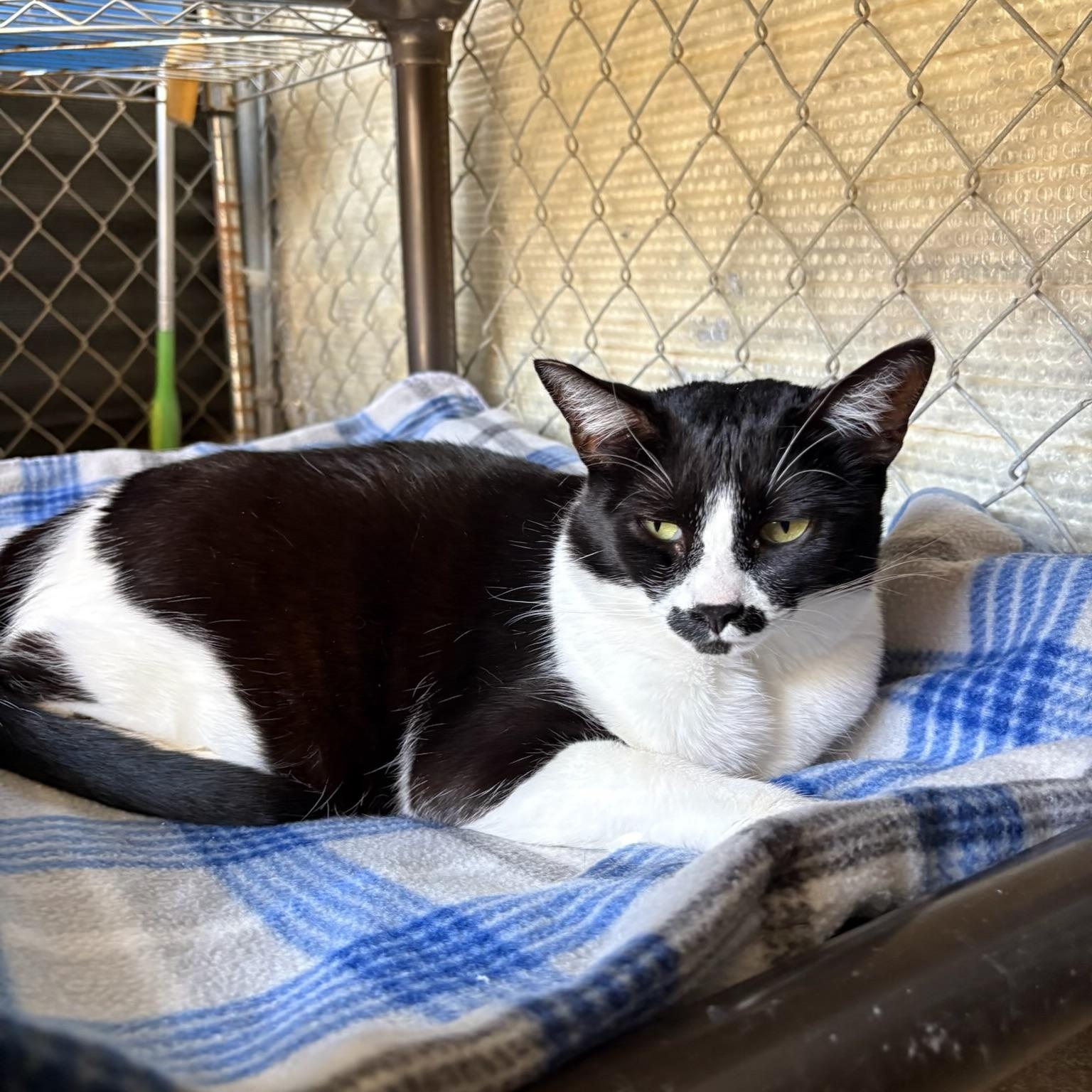 Enlarge FRIDA KAHLO, a Adopted Domestic Short Hair in Joshua Tree, CA image 2/3