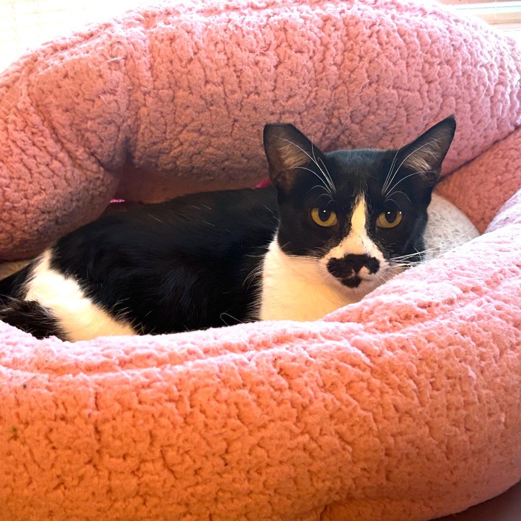 Enlarge FRIDA KAHLO, a Adopted Domestic Short Hair in Joshua Tree, CA image 3/3