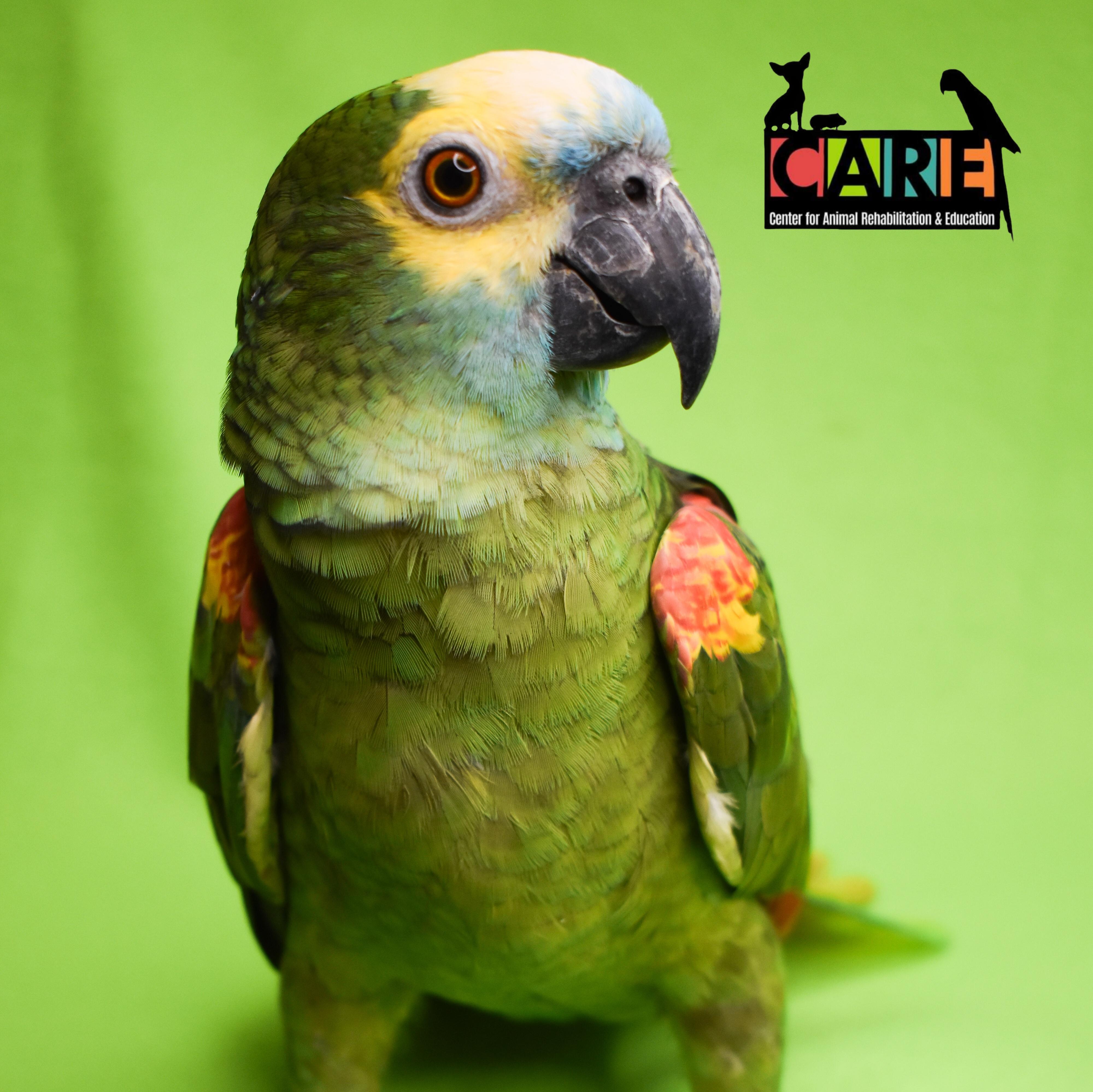 Enlarge Grover, a Adoptable Amazon in Waukesha, WI image 1/6