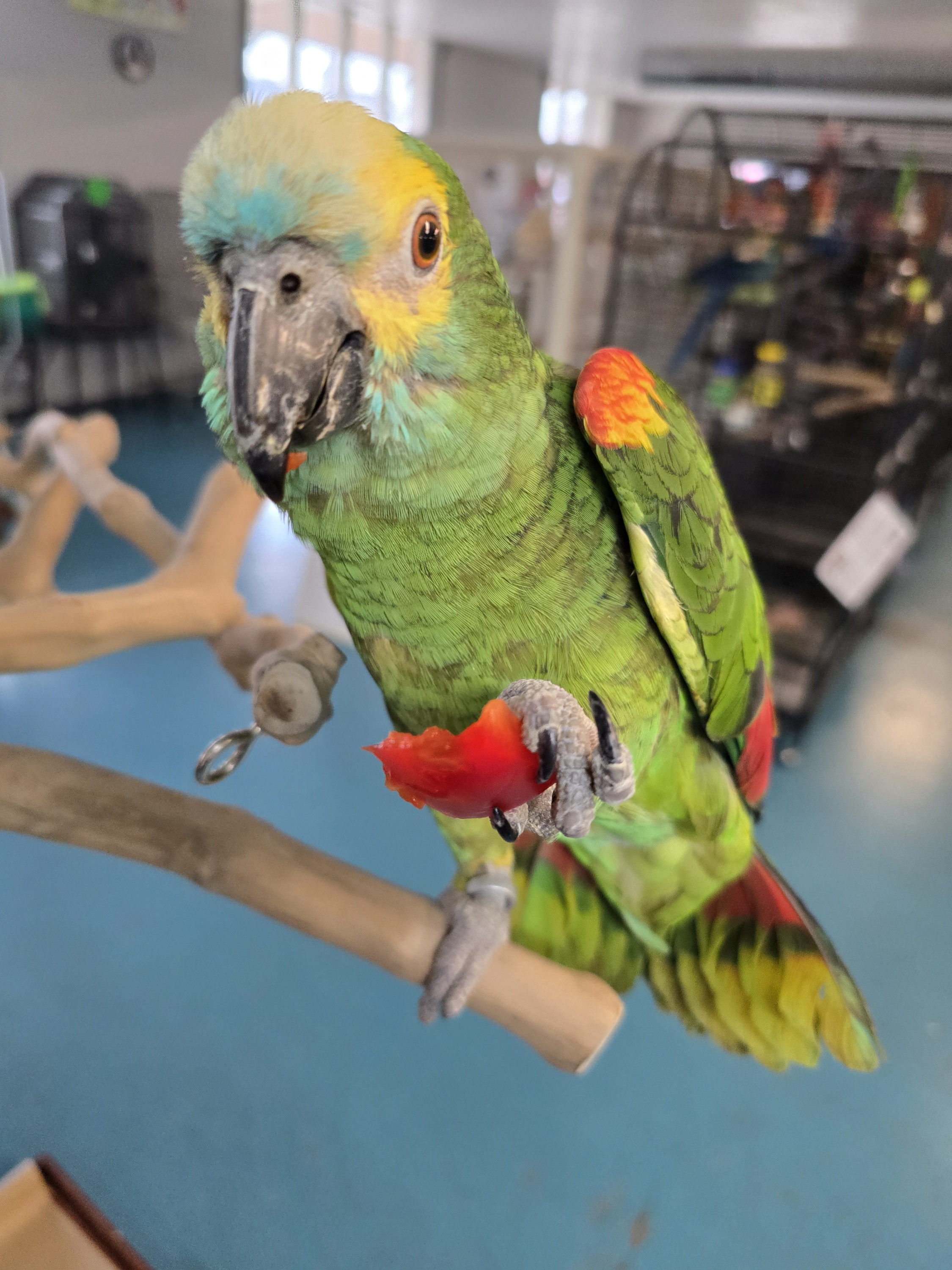 Enlarge Grover, a Adoptable Amazon in Waukesha, WI image 6/6