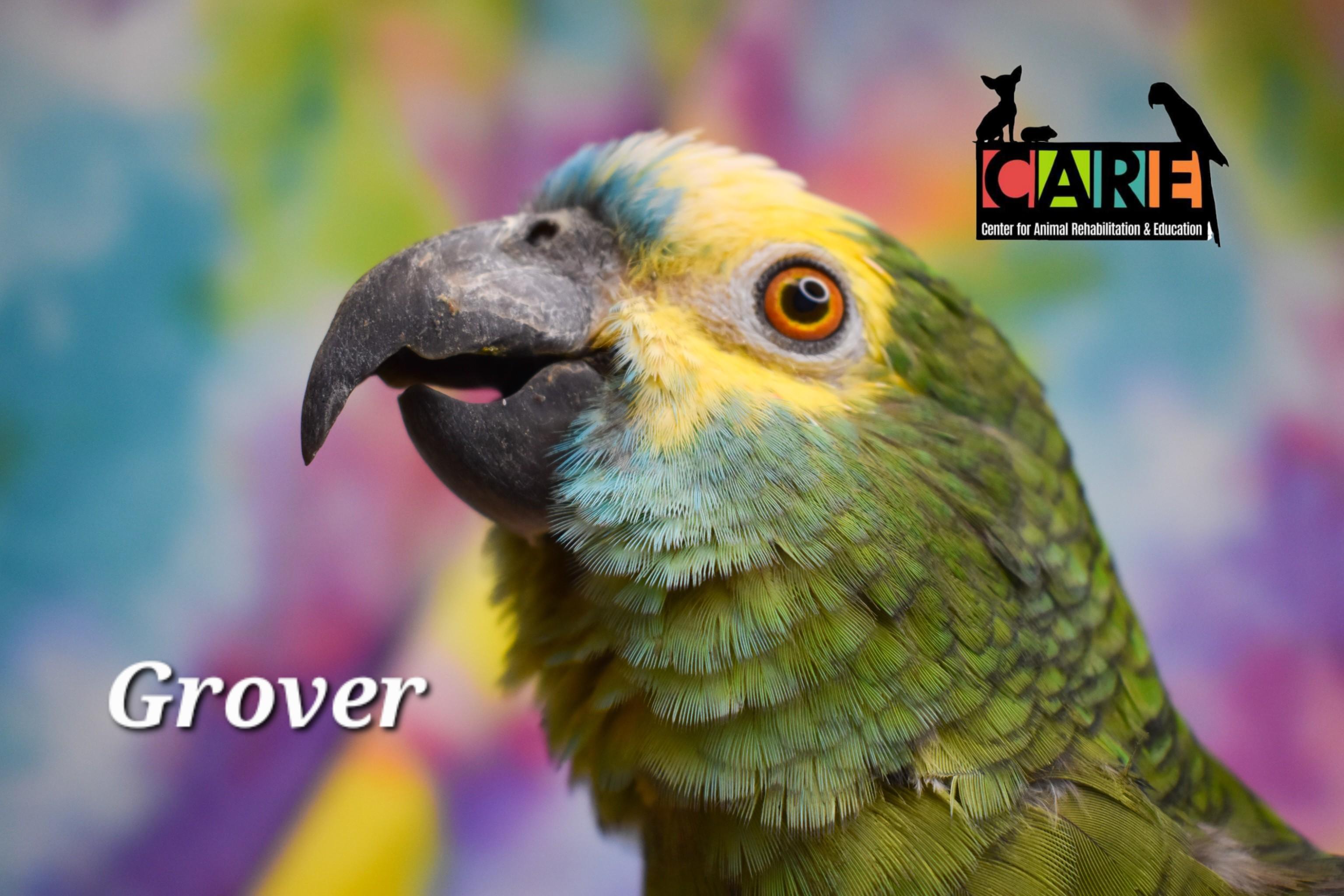 Grover, Adoptable, Senior Male Amazon.