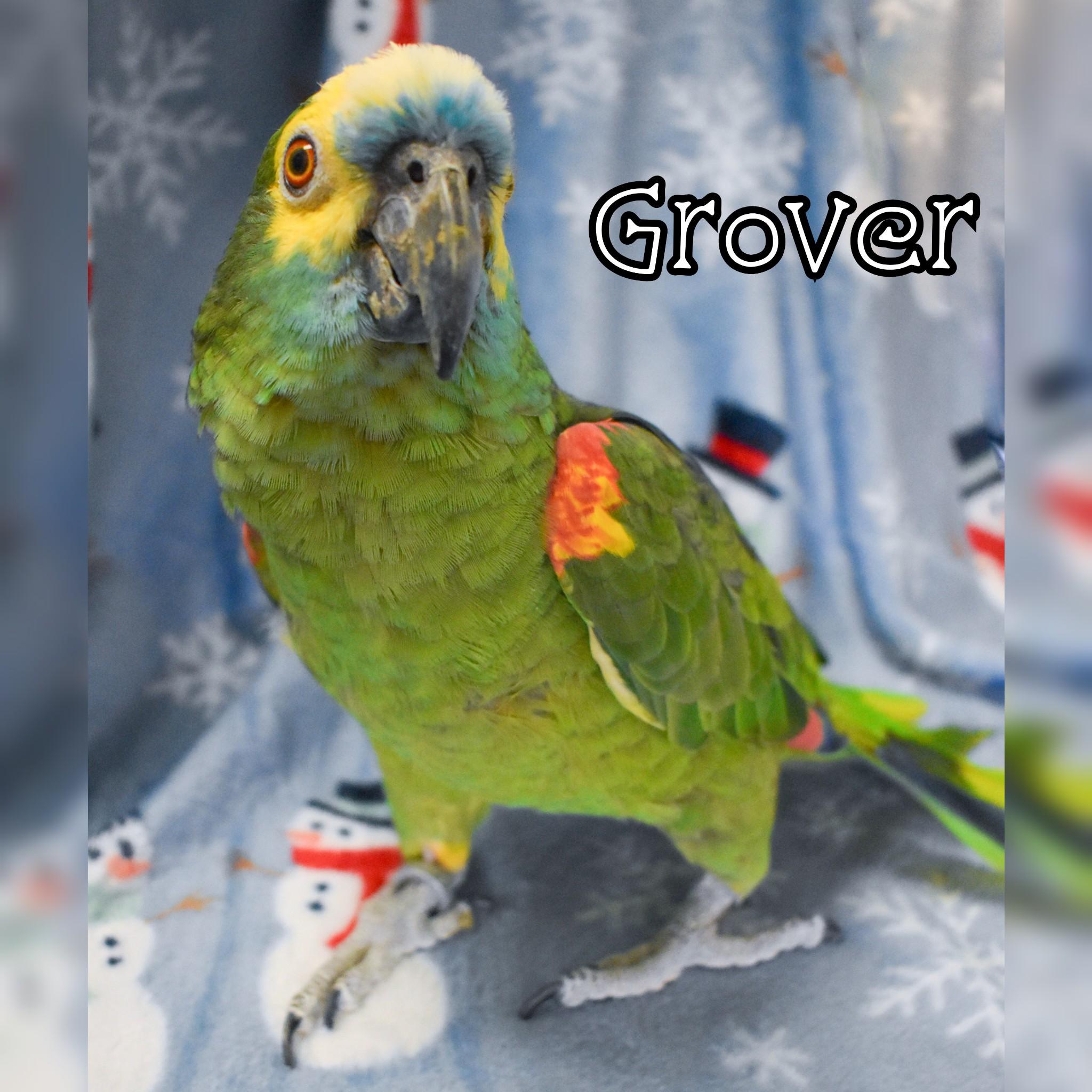 Grover, Adoptable, Senior Male Amazon.