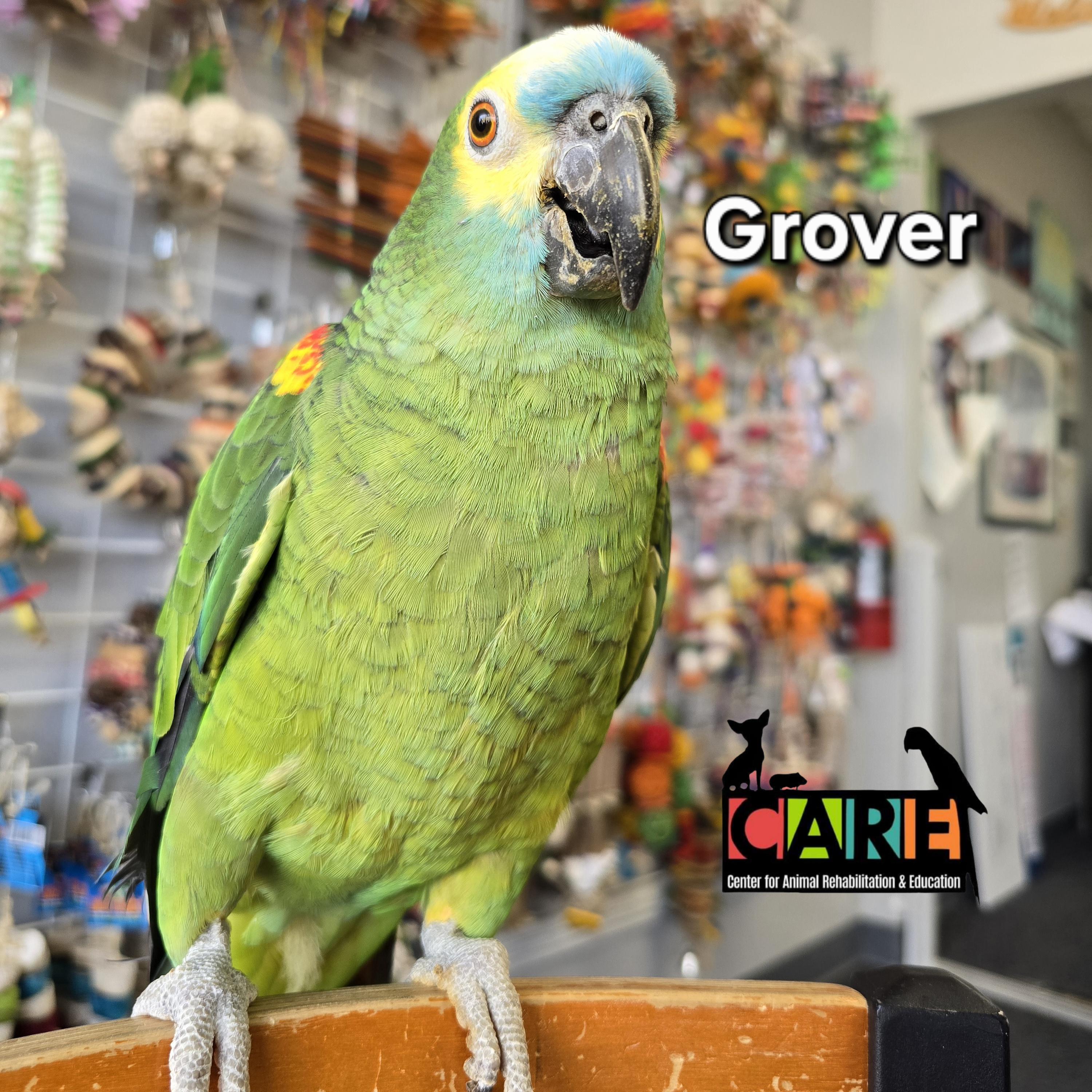 Enlarge Grover, a Adoptable Amazon in Waukesha, WI image 1/6