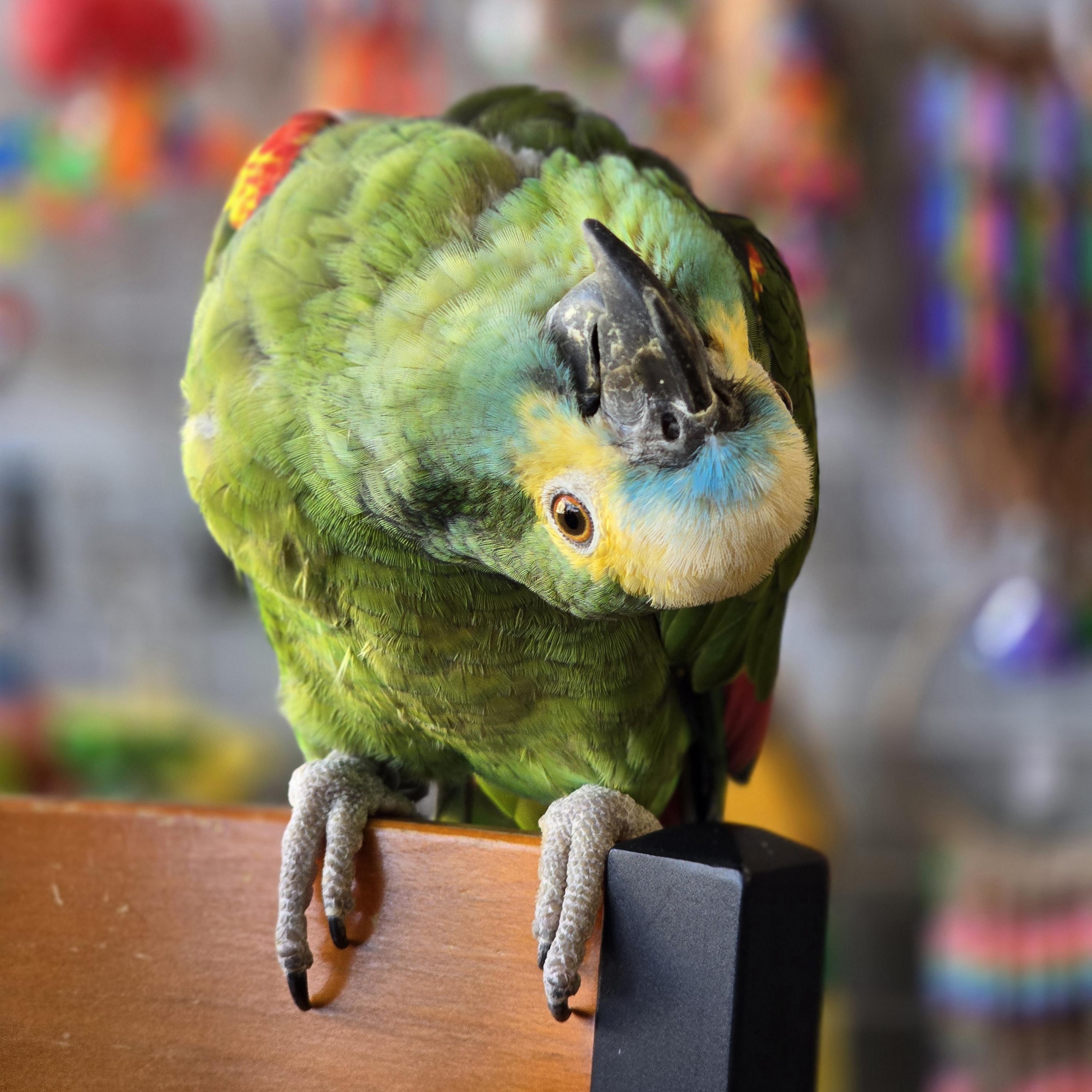 Enlarge Grover, a Adoptable Amazon in Waukesha, WI image 3/6