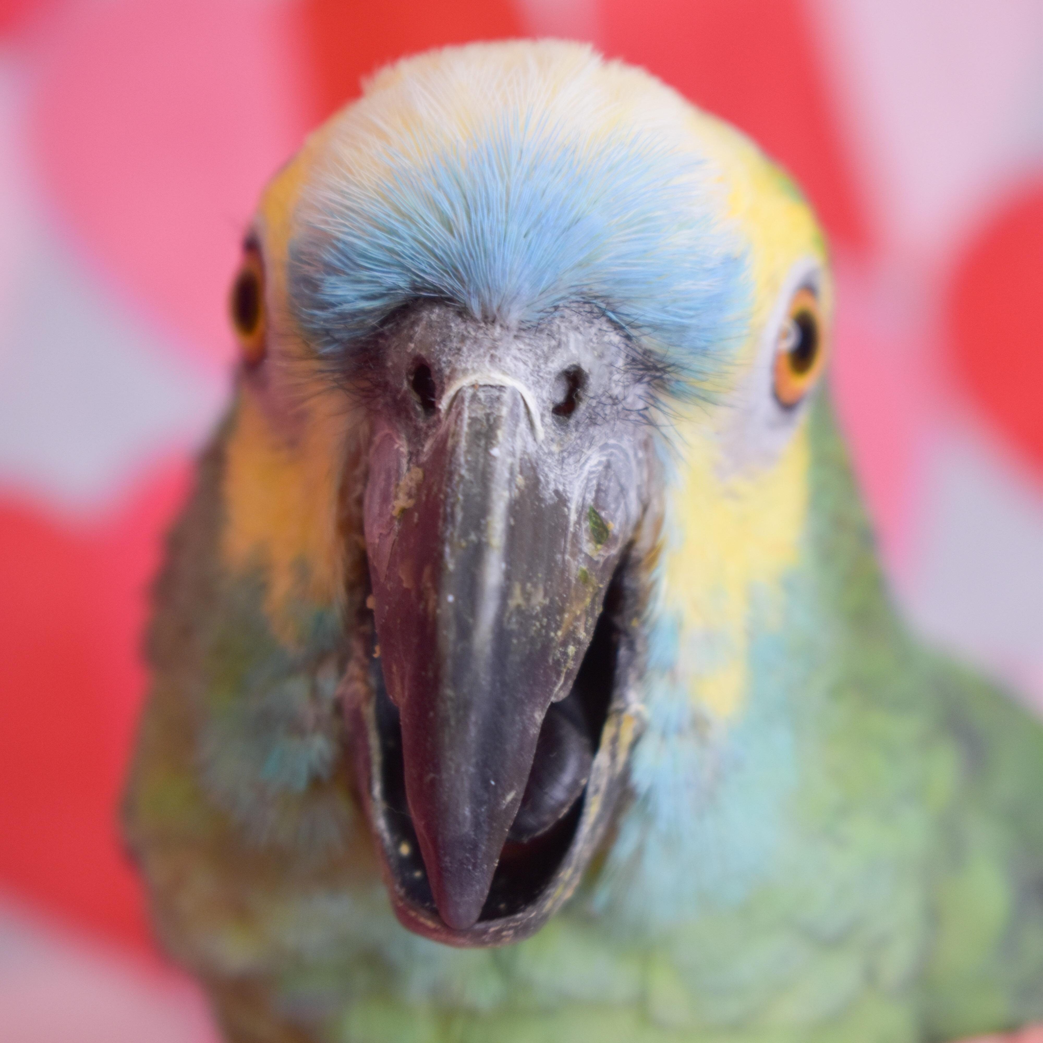 Enlarge Grover, a Adoptable Amazon in Waukesha, WI image 1/6