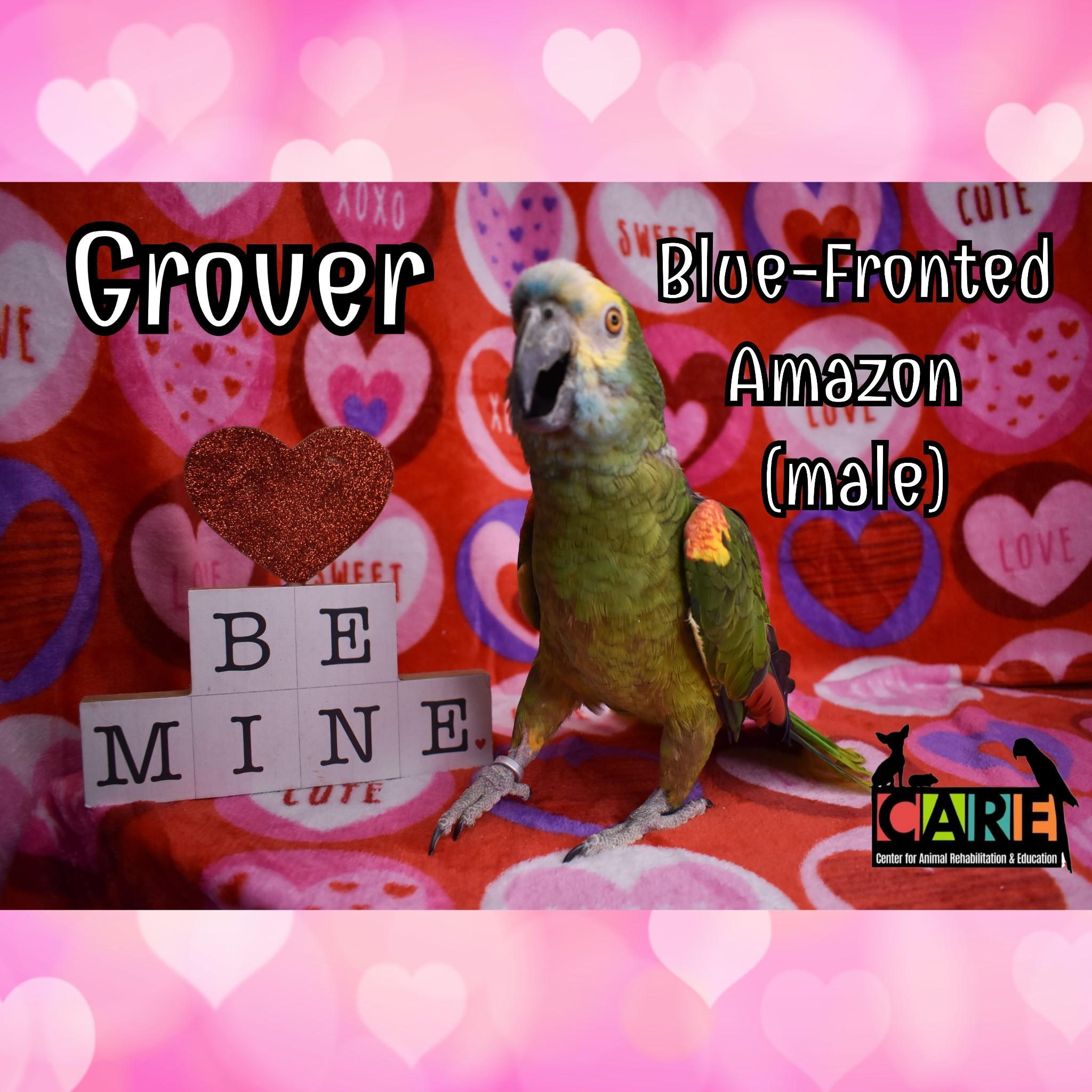 Enlarge Grover, a Adoptable Amazon in Waukesha, WI image 5/6