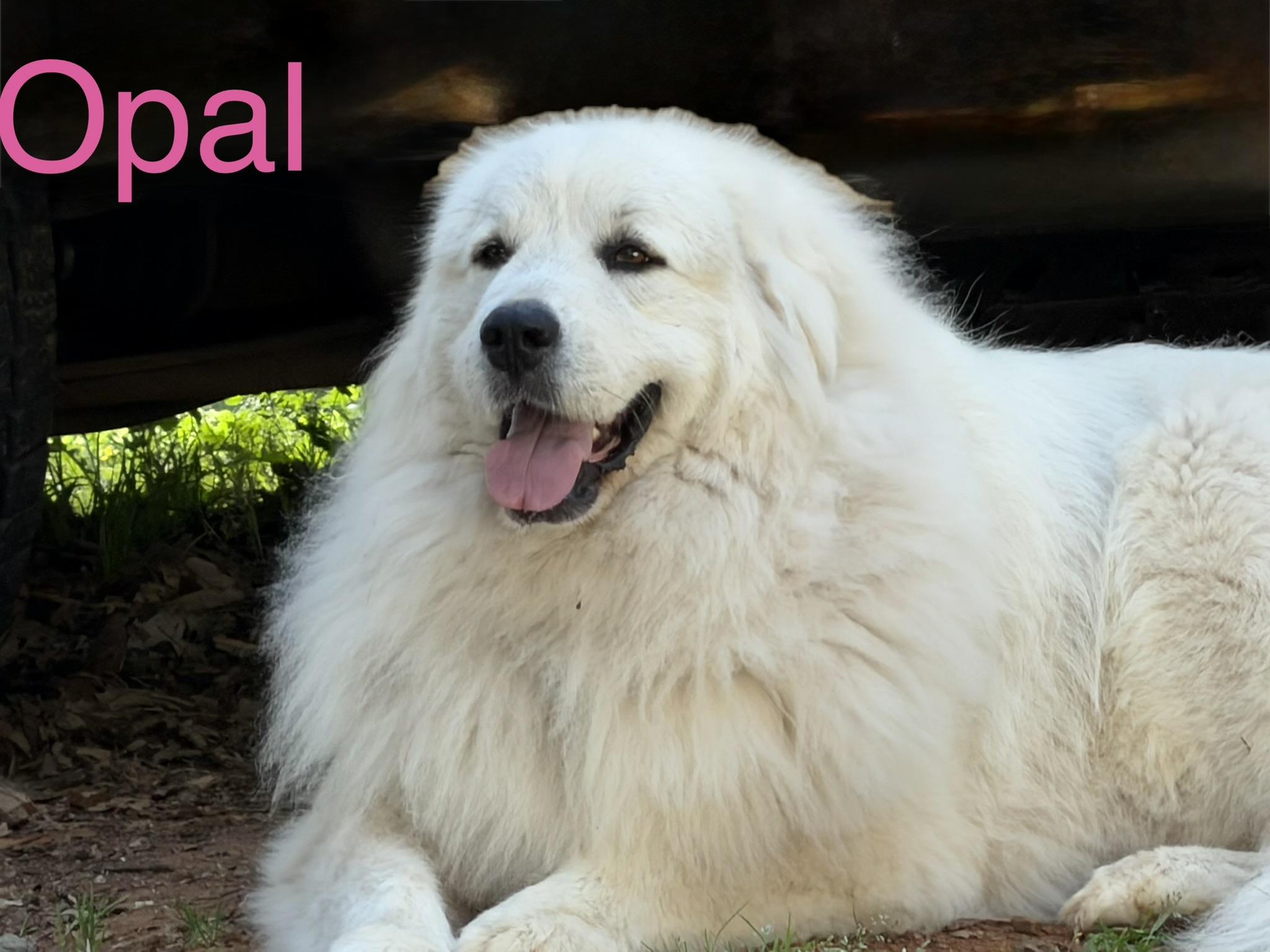 Enlarge Opal, an adopted Great Pyrenees in Claremont, NC image 1/1