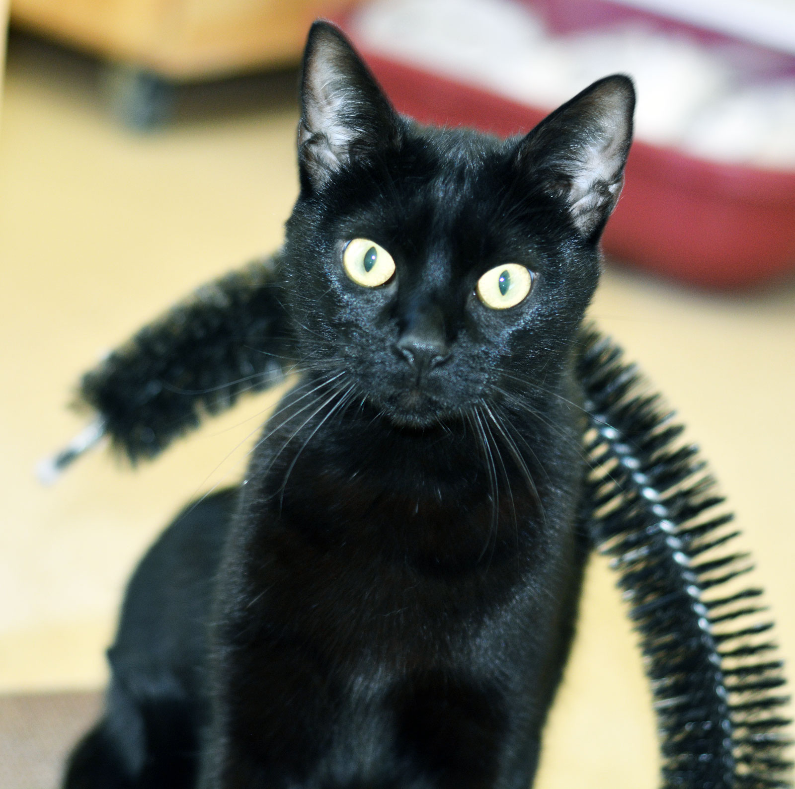 Cat for adoption MEOW MEOW, a Domestic Short Hair in San Clemente, CA