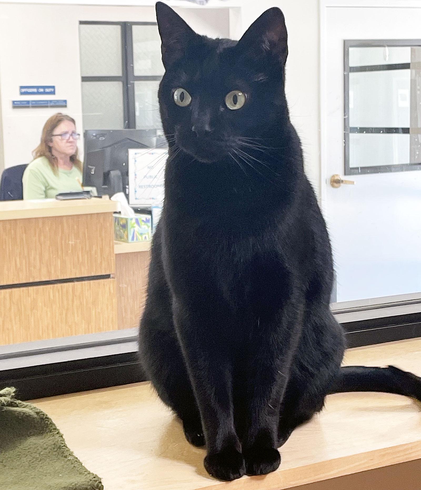 MEOW MEOW, a Adoptable Domestic Short Hair in San Clemente, CA image 1/3