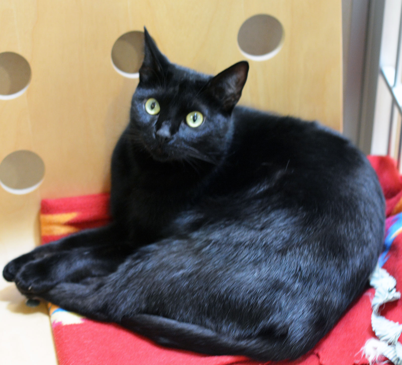 MEOW MEOW, a Adoptable Domestic Short Hair in San Clemente, CA image 3/3