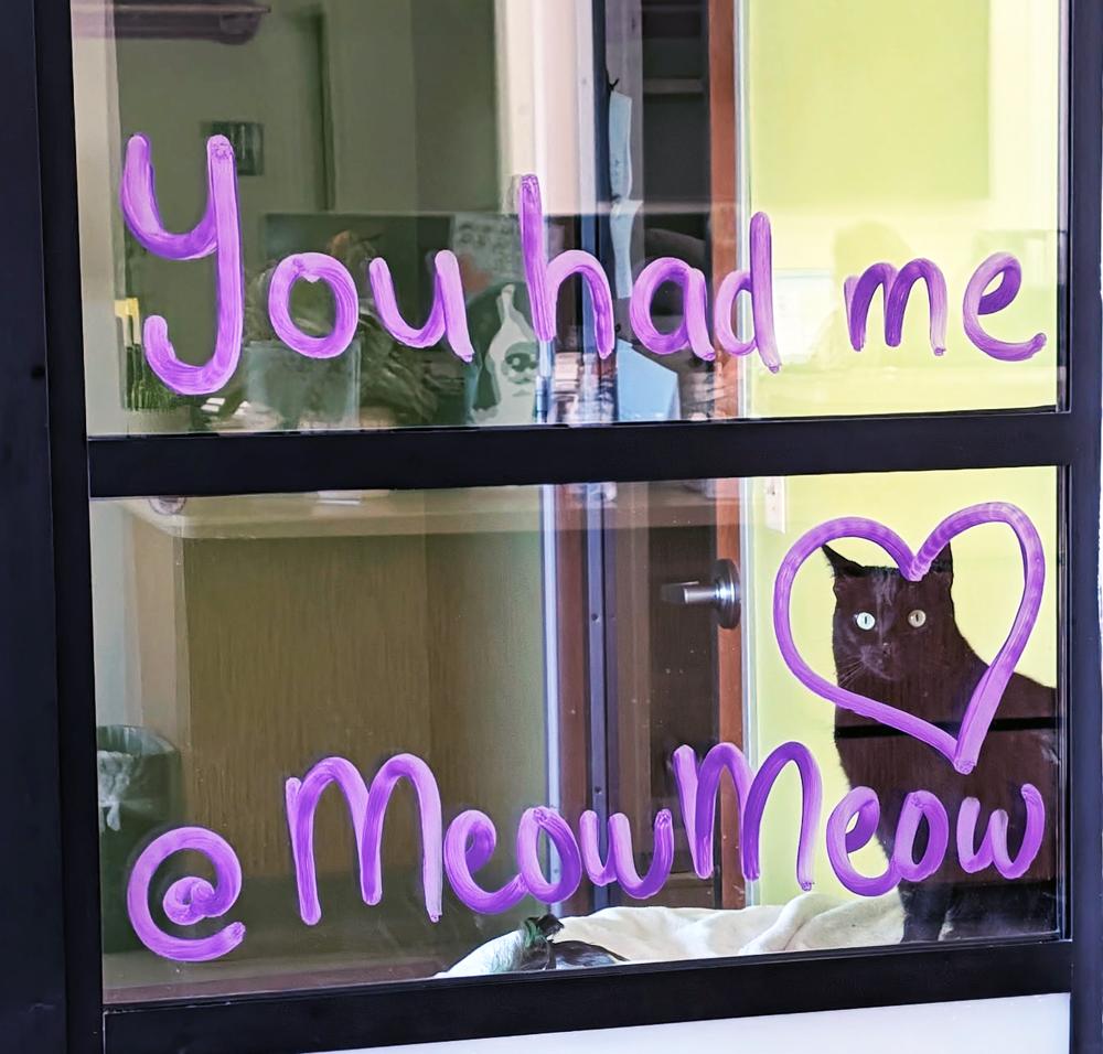 MEOW MEOW-NO ADOPTION FEE, Adoptable, Adult Female Domestic Short Hair.