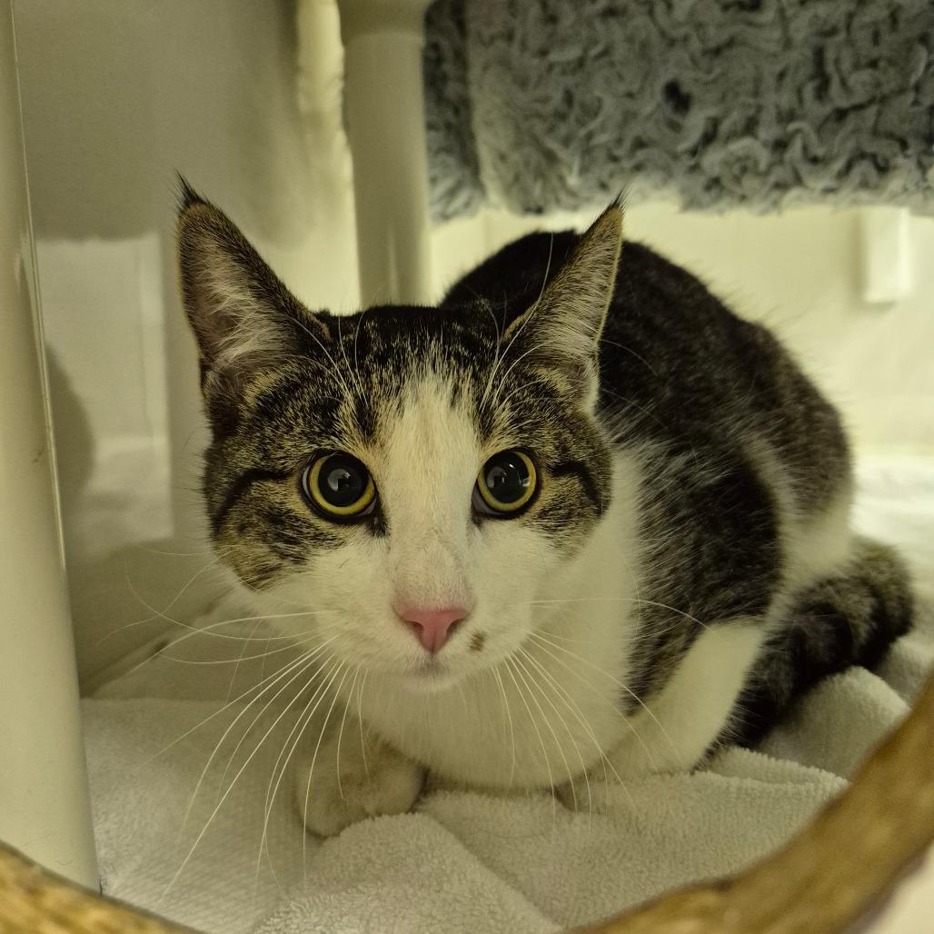Enlarge Shelby, a Adoptable Domestic Short Hair in Drumheller, AB image 1/1