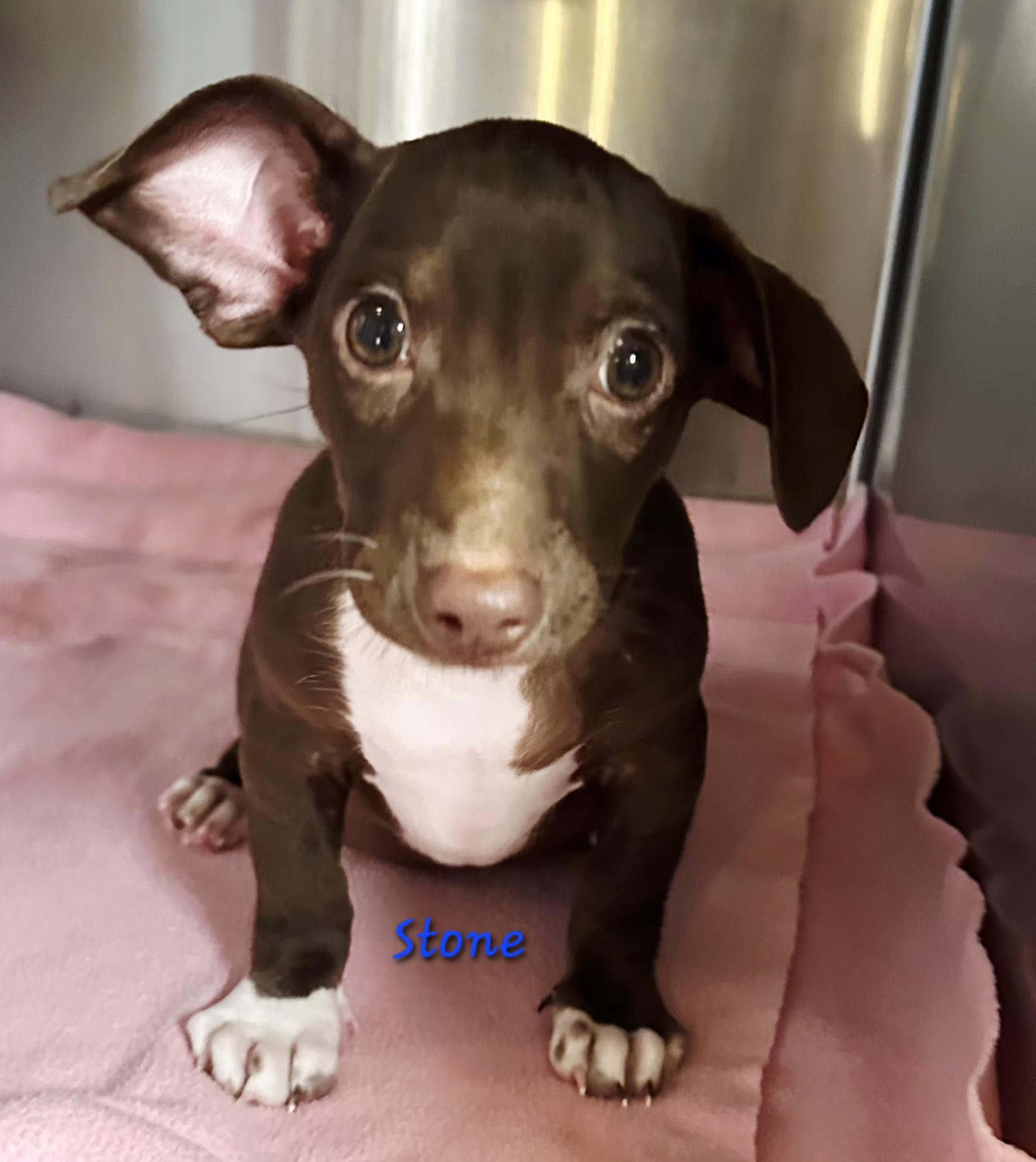 Stone, Adoptable, Puppy Male Retriever & Hound.