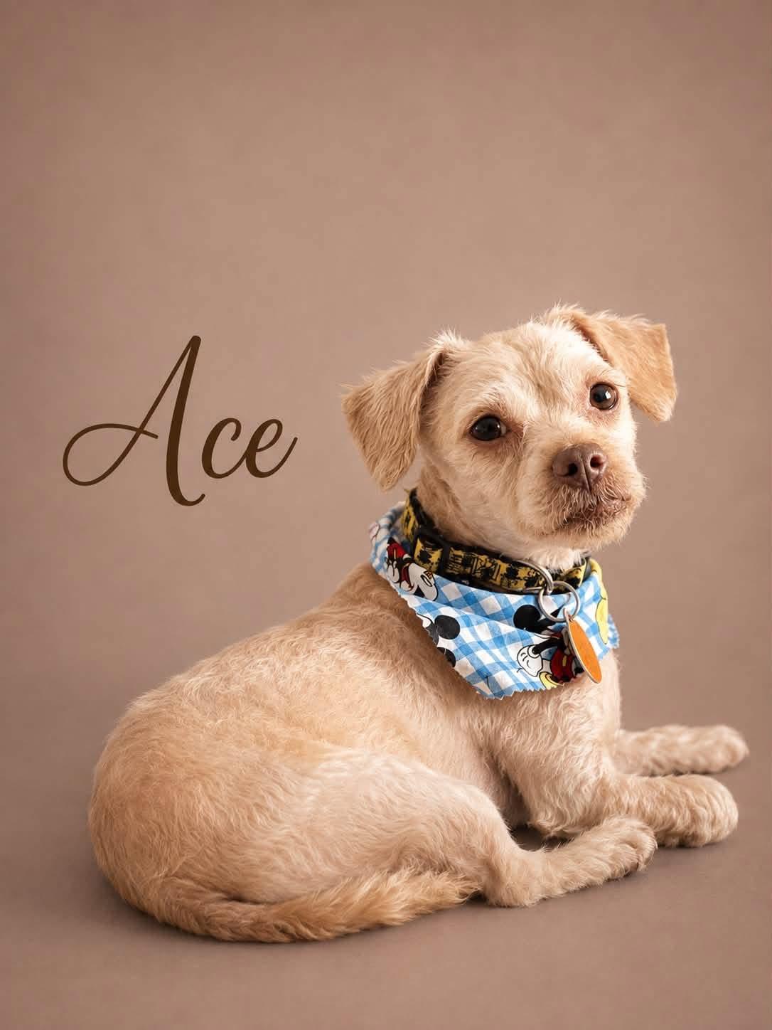 Enlarge Ace, a Adoptable Maltipoo in MYRTLE BEACH, SC image 1/1