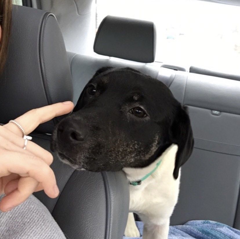 Enlarge Bailey, a Adoptable mixed breed in Frederick, MD image 2/4