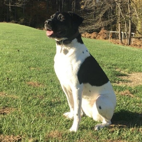 Enlarge Bailey, a Adoptable mixed breed in Frederick, MD image 3/4