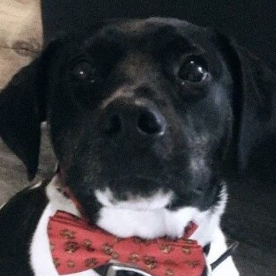 Enlarge Bailey, a Adoptable mixed breed in Frederick, MD image 1/4