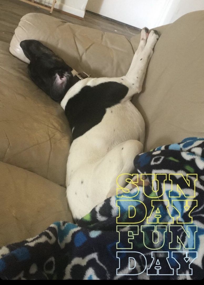 Enlarge Bailey, a Adoptable mixed breed in Frederick, MD image 4/4