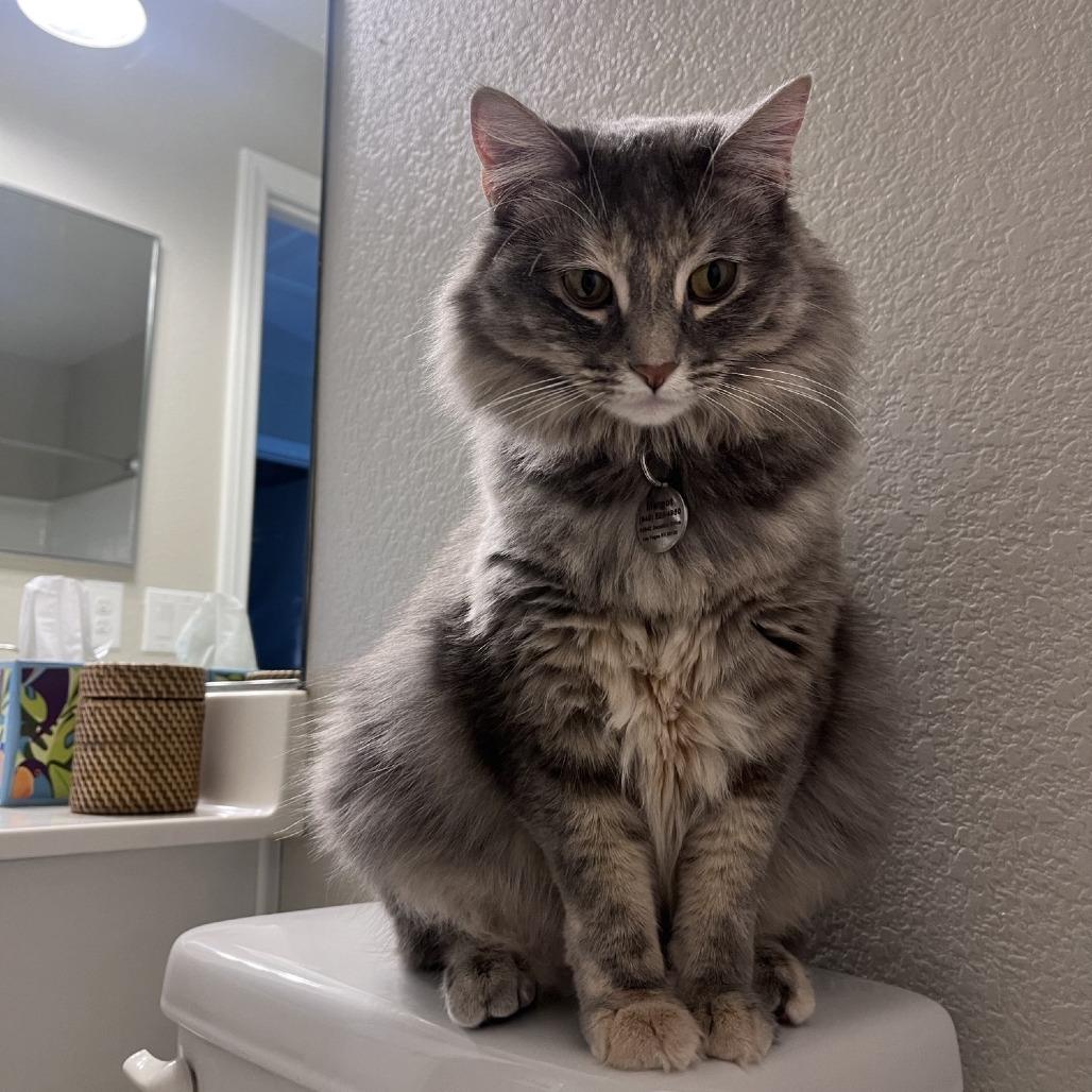 Emilee (now Margot), Adoptable, Adult Female Domestic Long Hair.