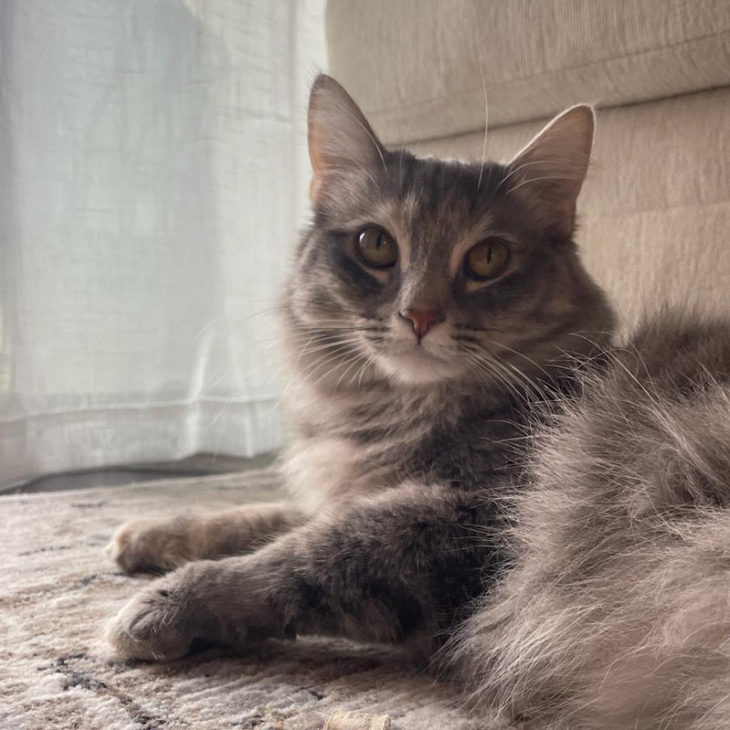 Enlarge Emilee (now Margot), a Adoptable Domestic Long Hair in Las Vegas, NV image 2/6