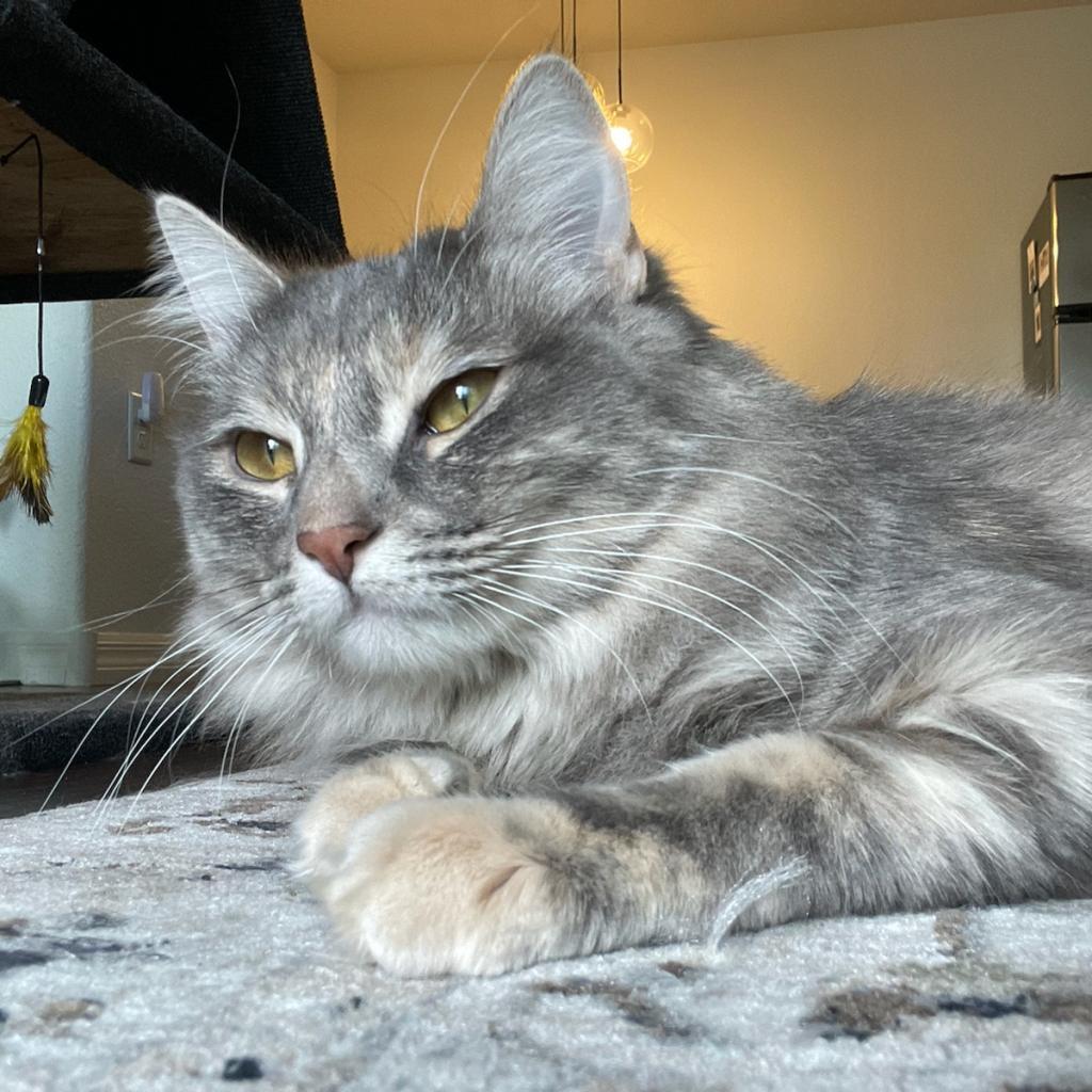 Enlarge Emilee (now Margot), a Adoptable Domestic Long Hair in Las Vegas, NV image 3/6